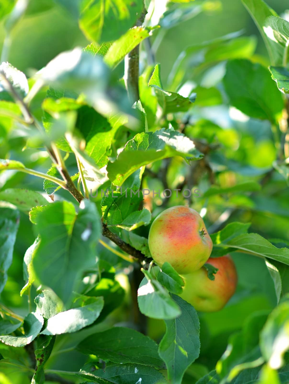 Two ripe apples on apple tree