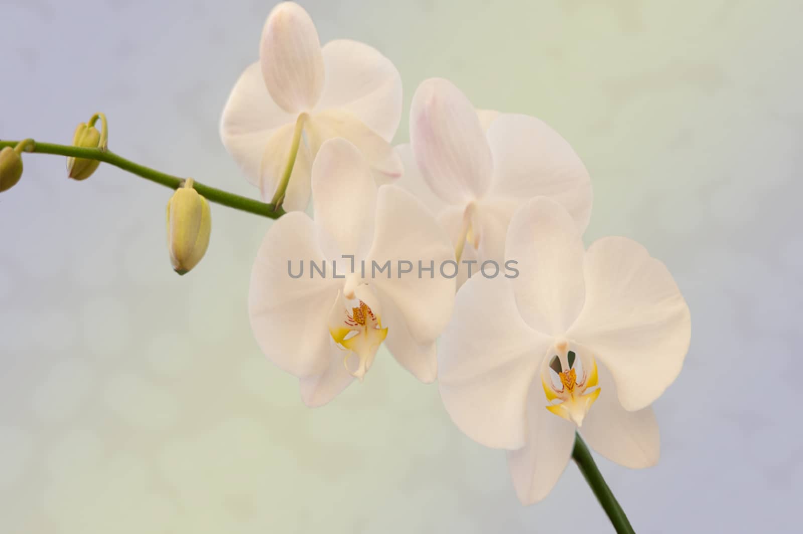 Beautiful pink orchid flower on abstract fantasy background .