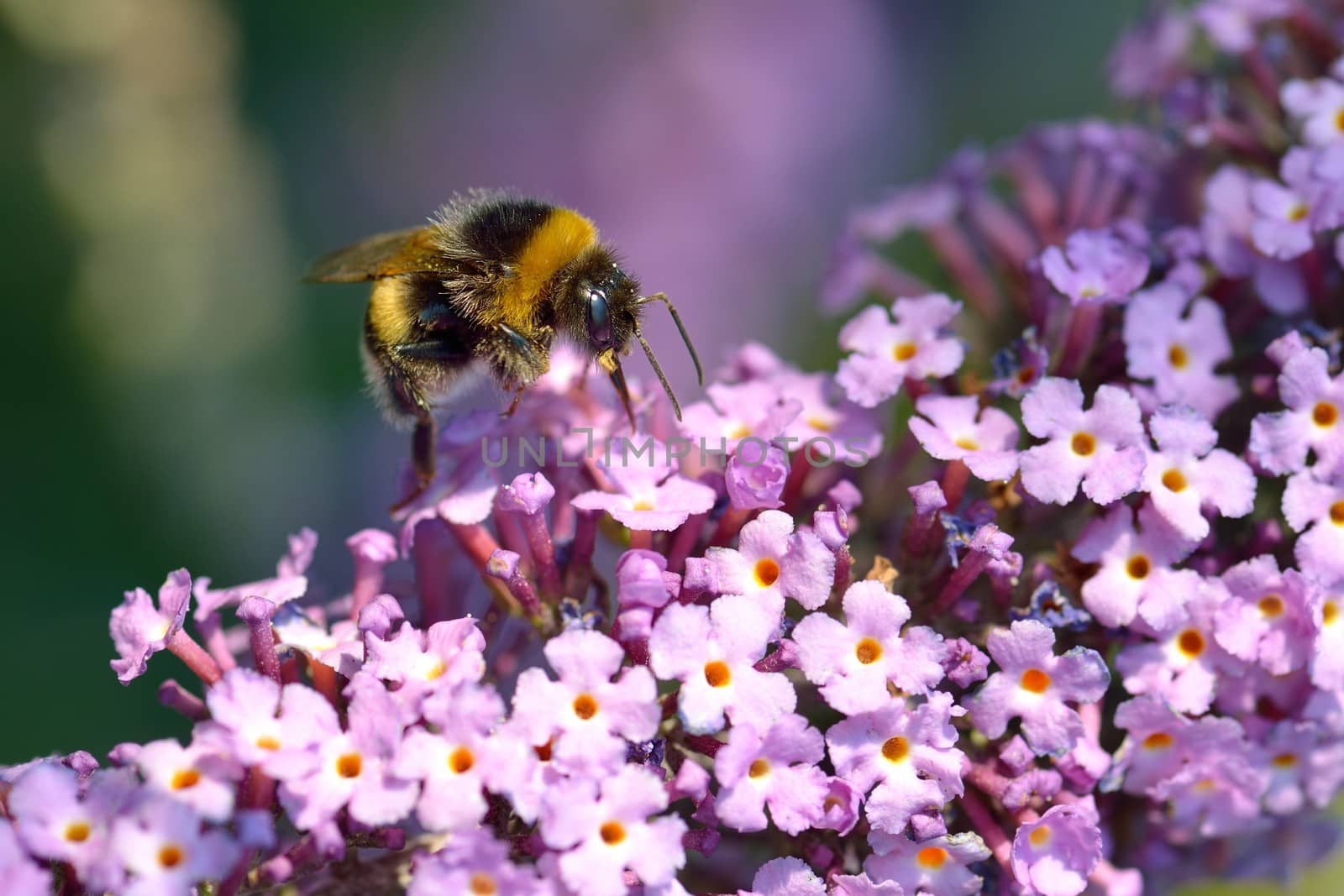 A Bumblebee on Lilac