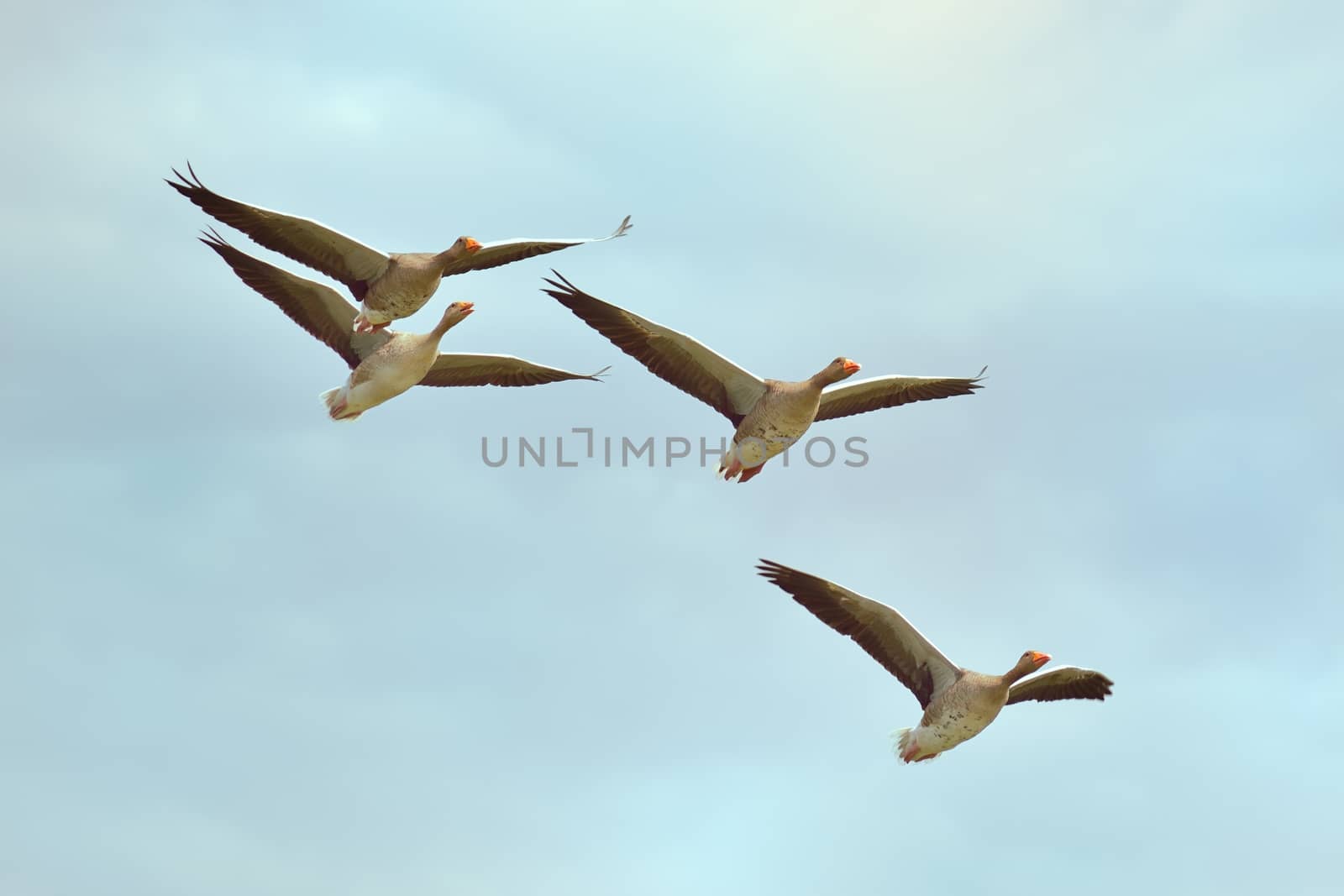 Four gray geese in flight
