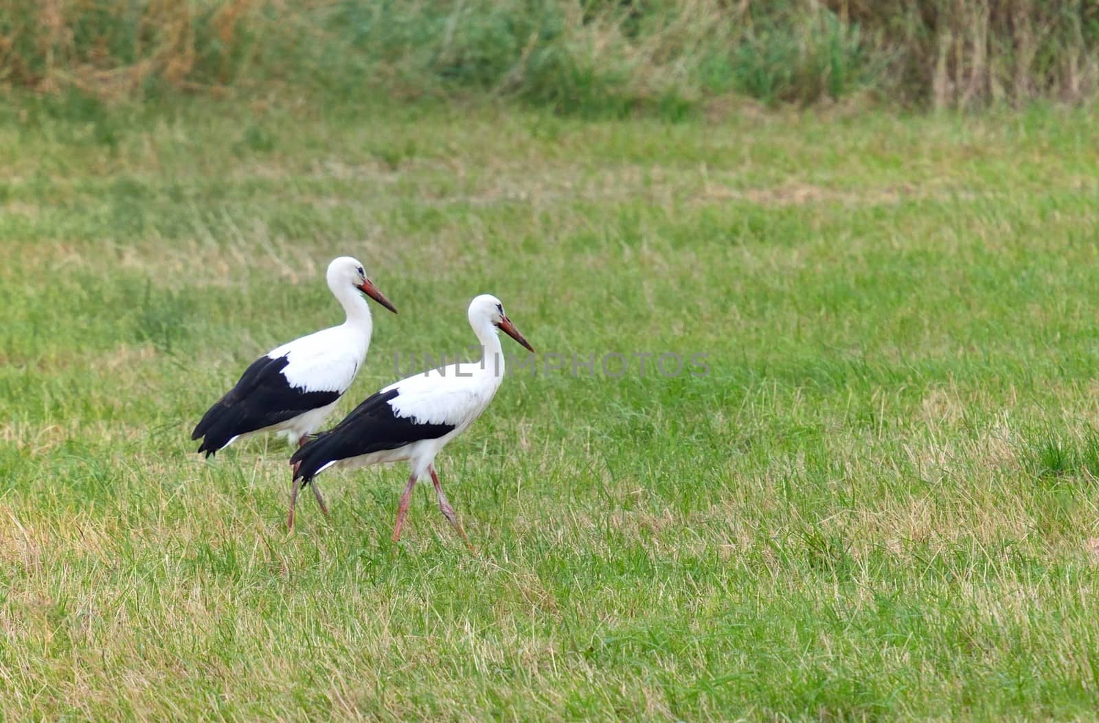 Two storks on a meadow