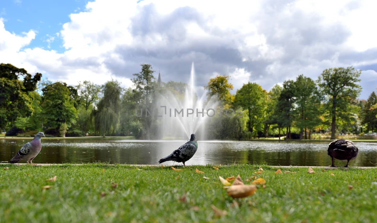 Pigeons and ducks at the lake in the park. A fountain in the background.
