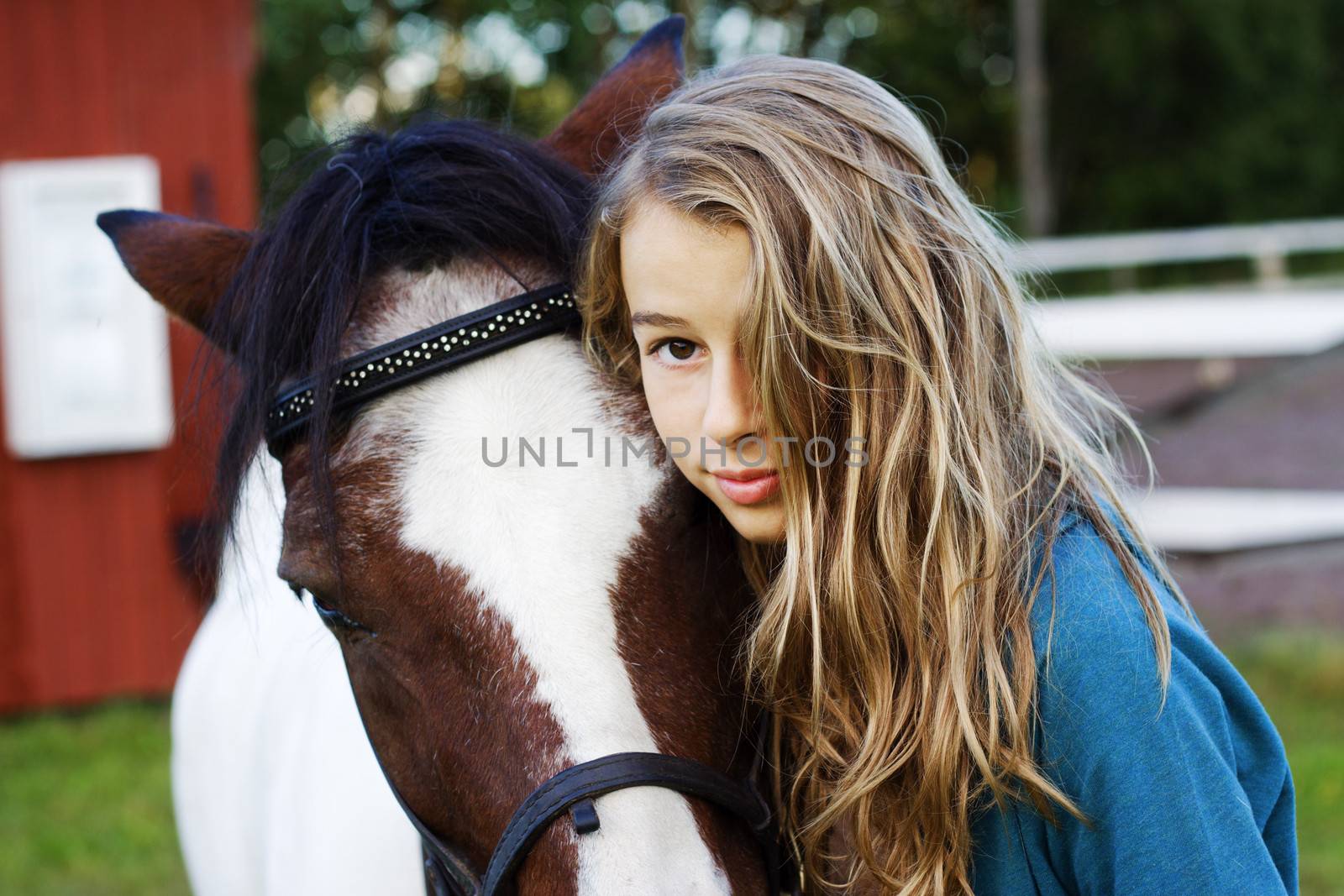 An icelandic horse with girl