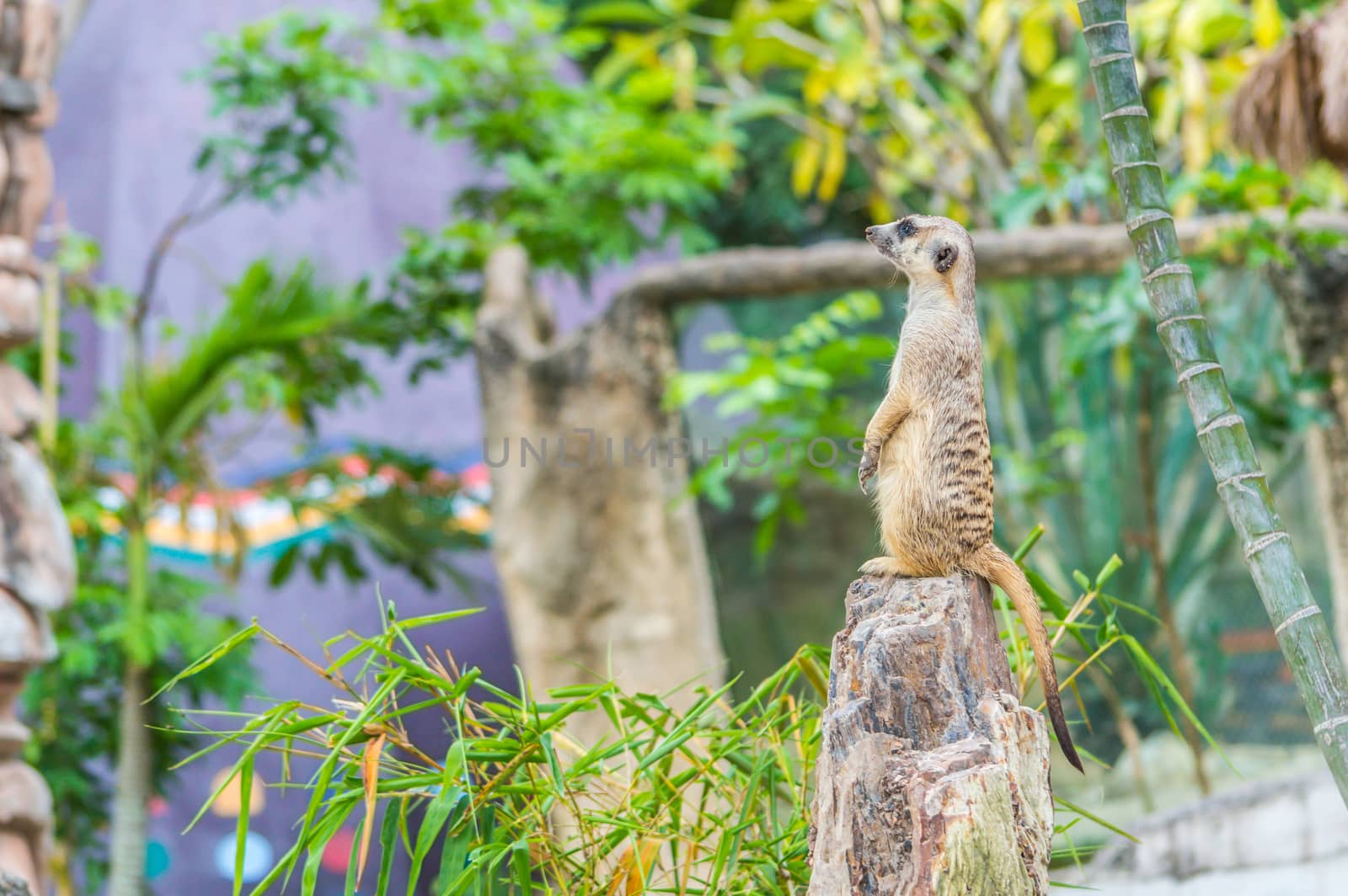 Meerkat standing upright.