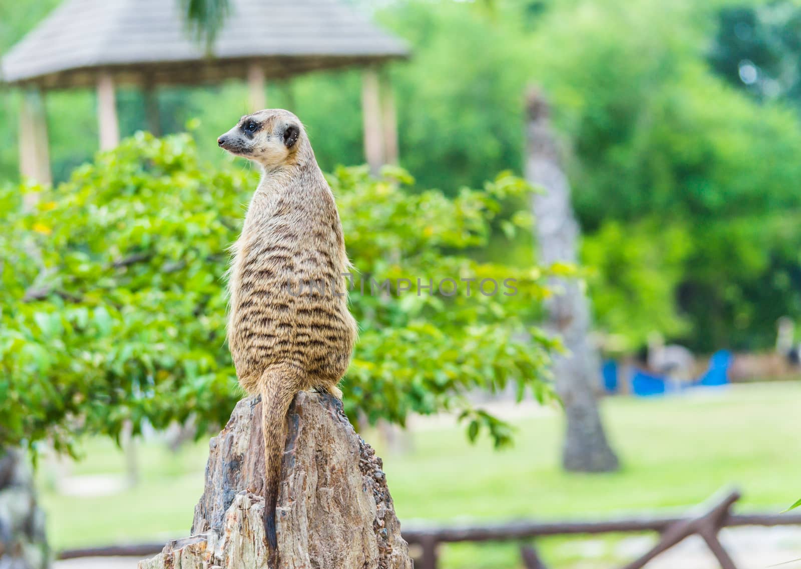 Meerkat standing upright. by toodlingstudio