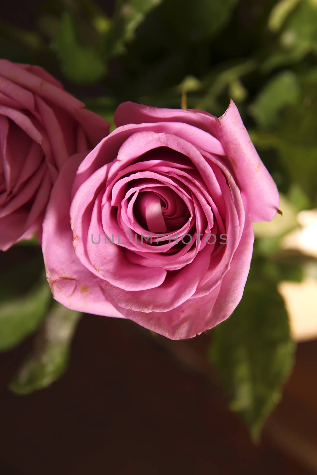 A rose blossom close up with natural wood background.