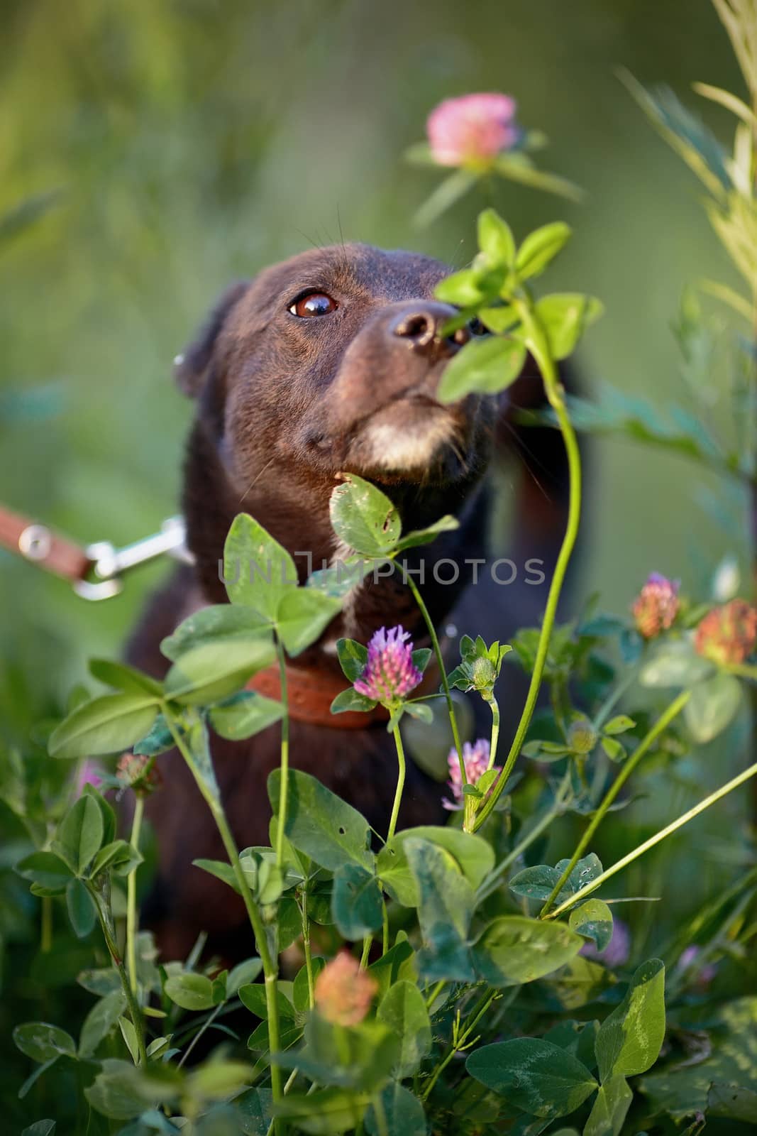 The black doggie smells a clover flower. by Azaliya