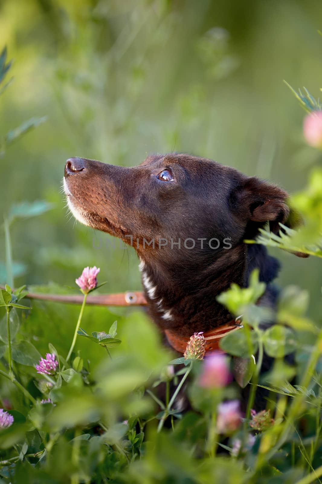 Portrait of a black doggie in a clover. Small black doggie. Not purebred dog. Doggie on walk. The not purebred mongrel.