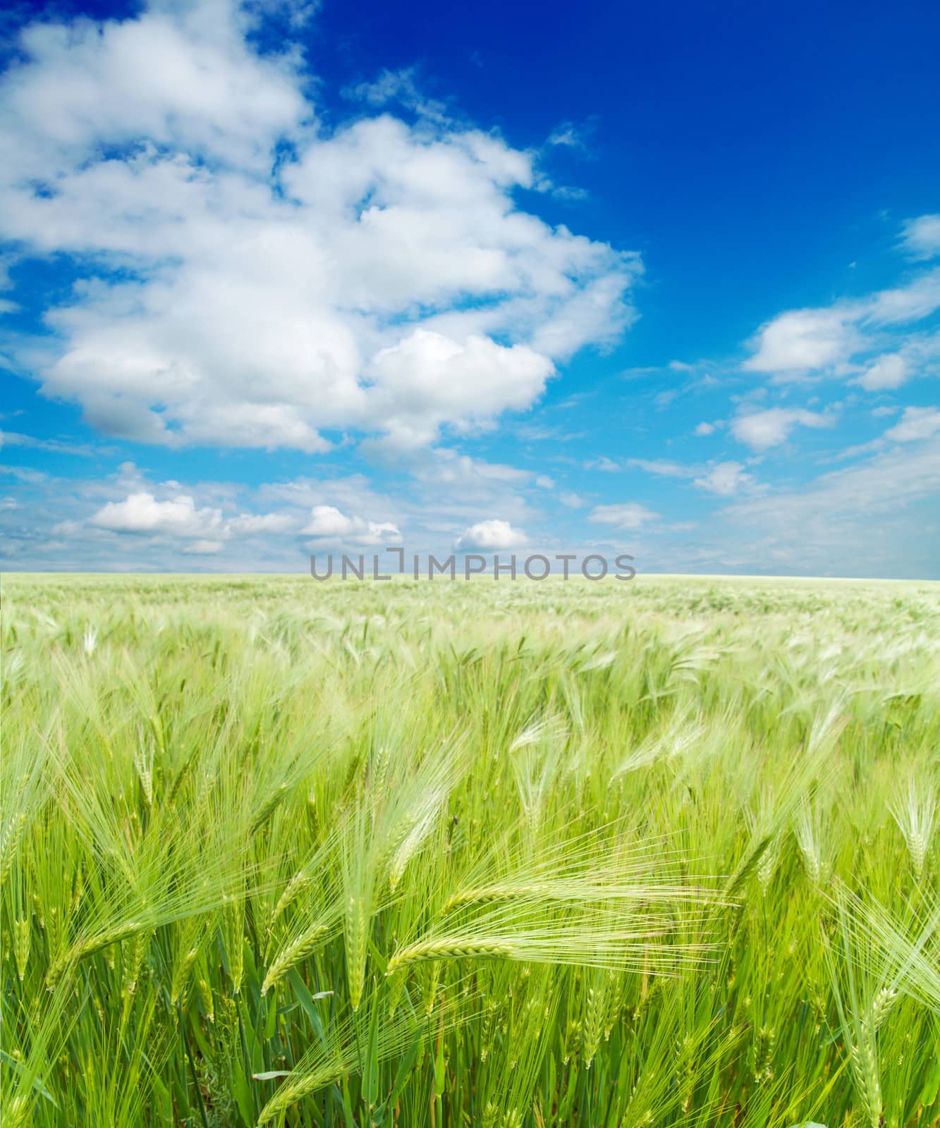 field of green wheat under cloudy sky by mycola