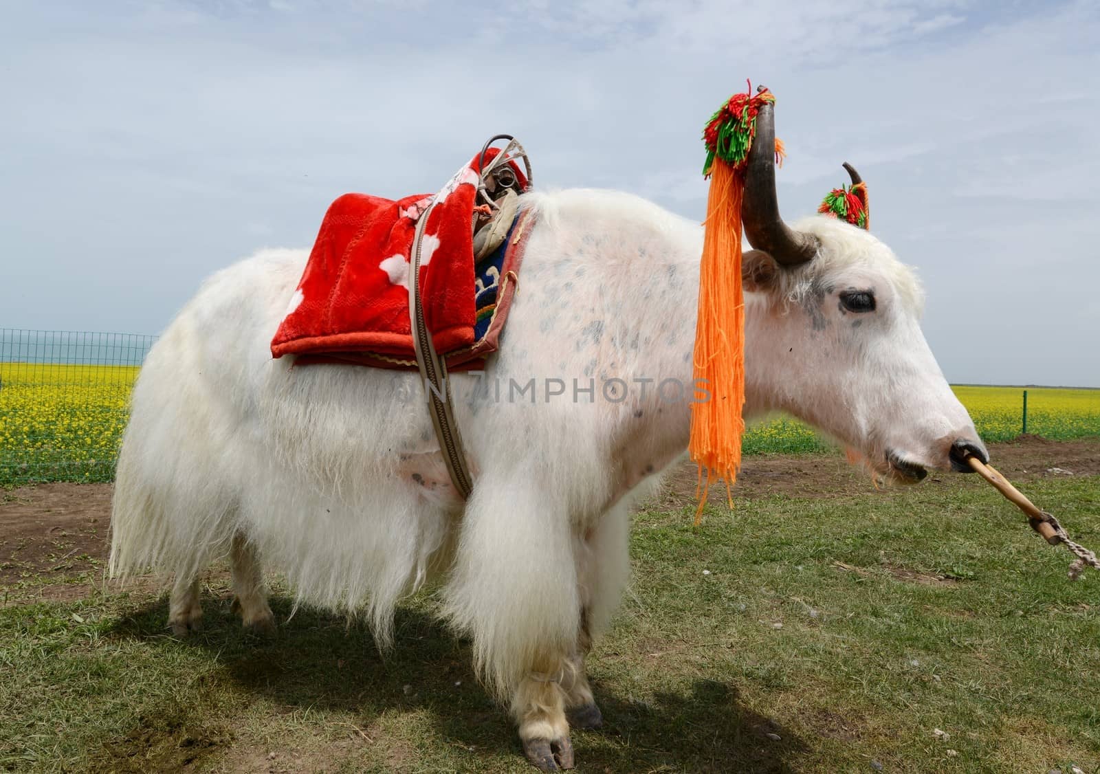 White yak on the grassland in Tibet