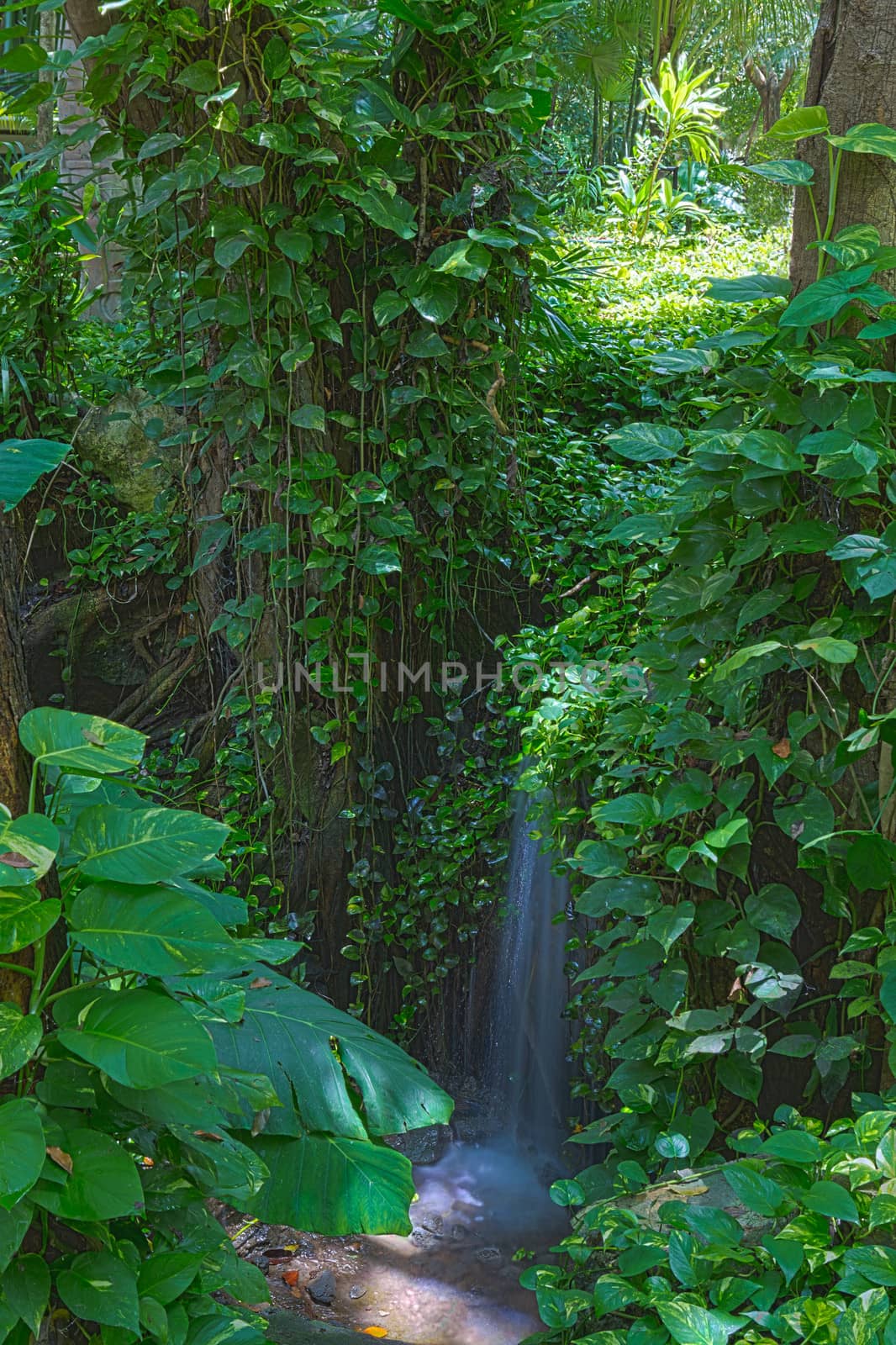 Beautiful natural background image of a tranquil waterfall in a lush green rainforest with dense foliage