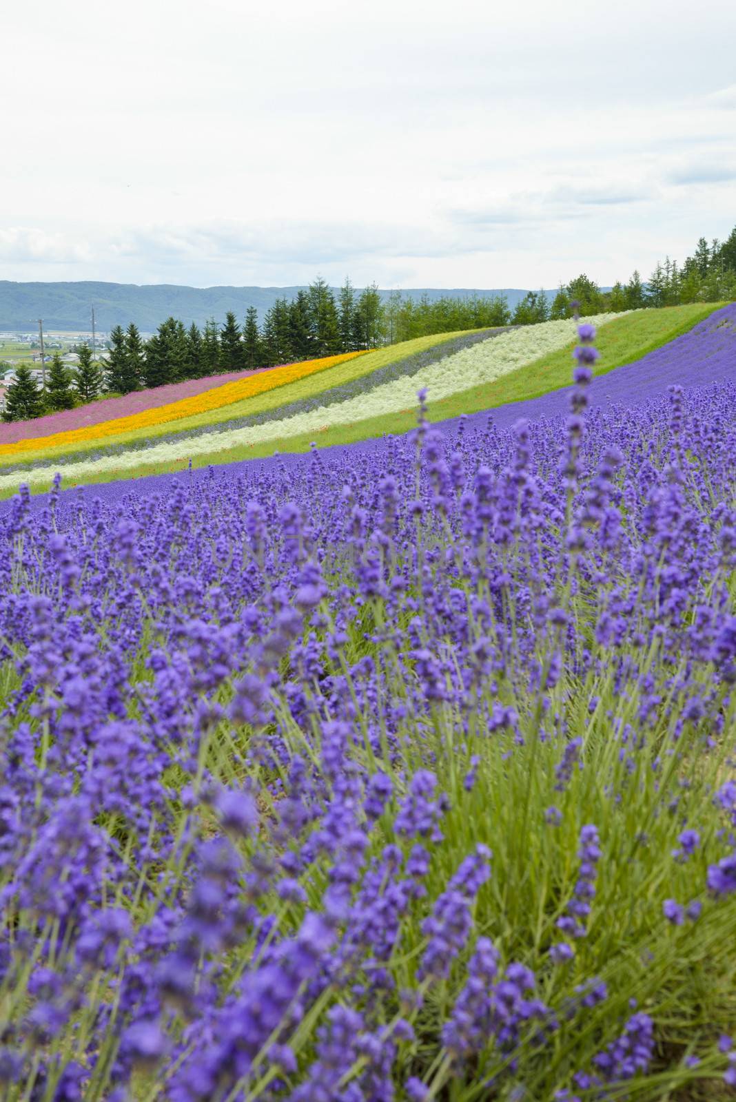 Lavender farm in Japan5