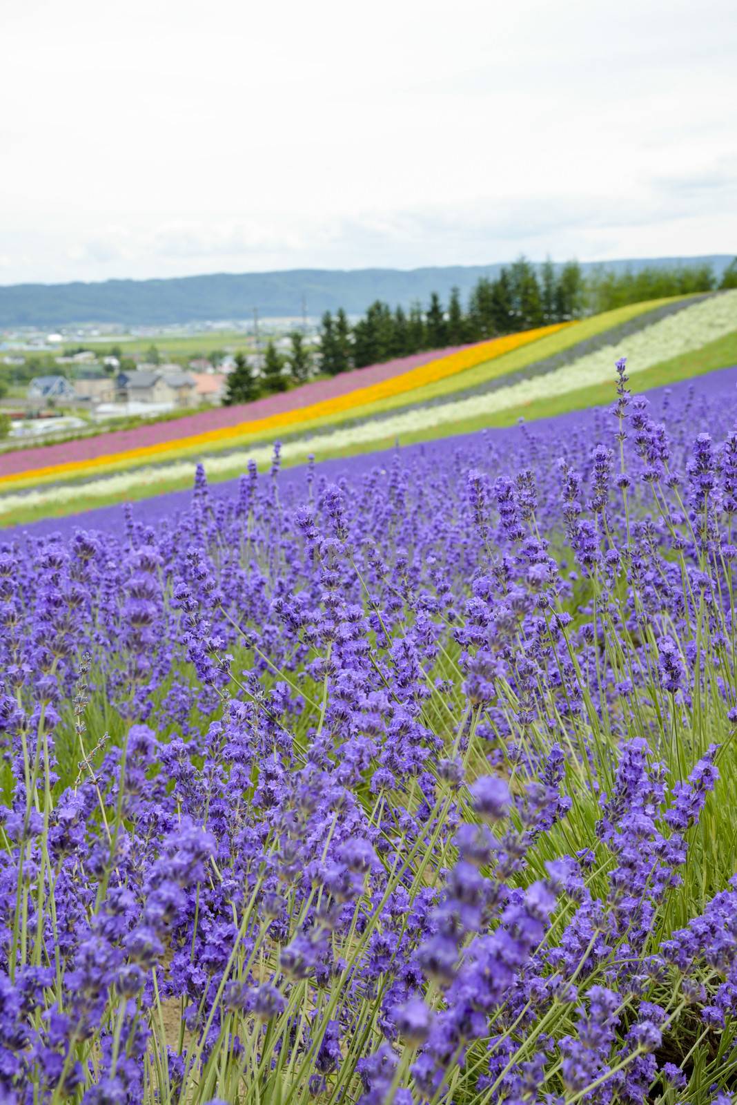 Lavender farm in Japan4