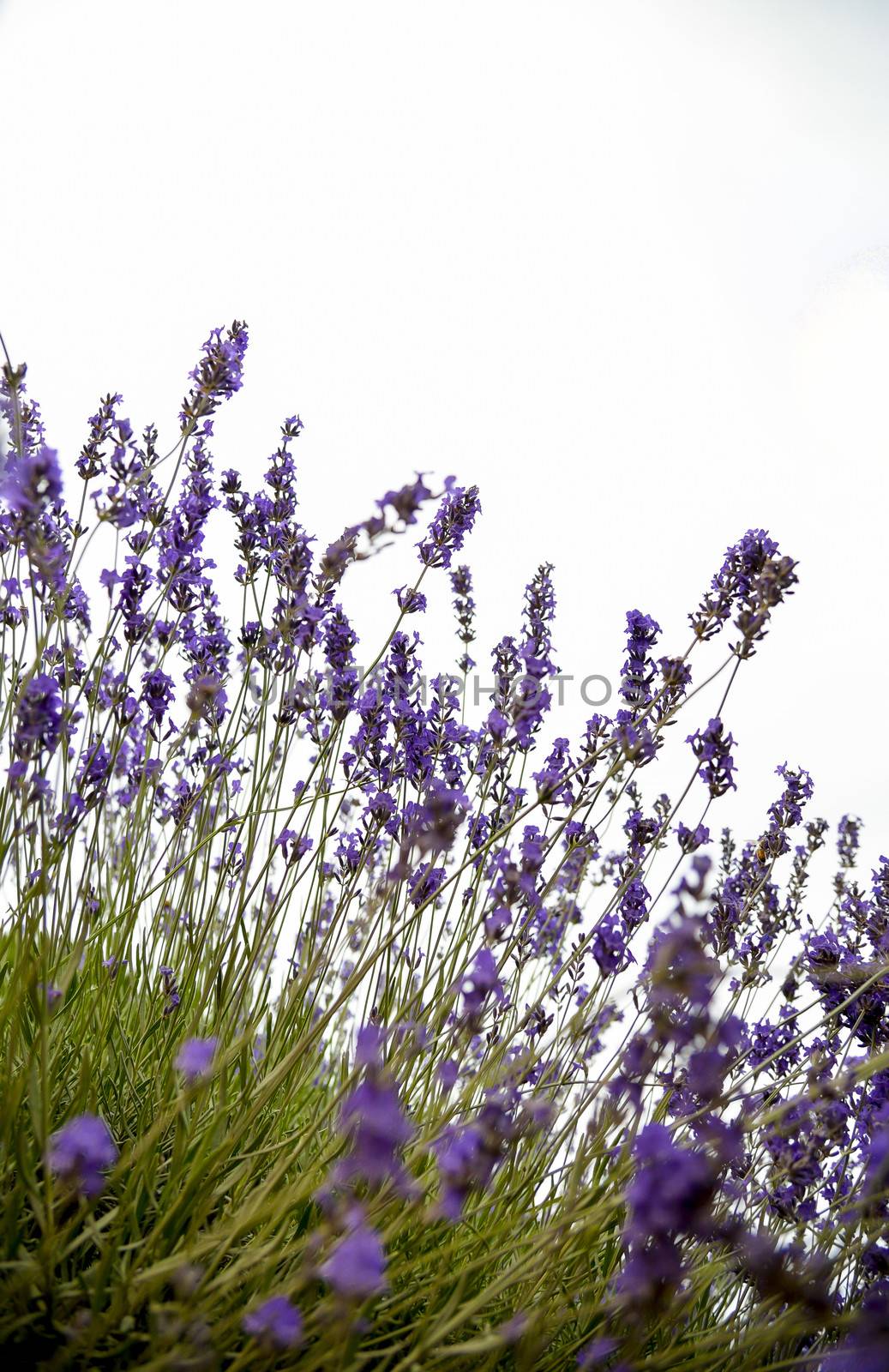 Plenty of lavender flower by gjeerawut