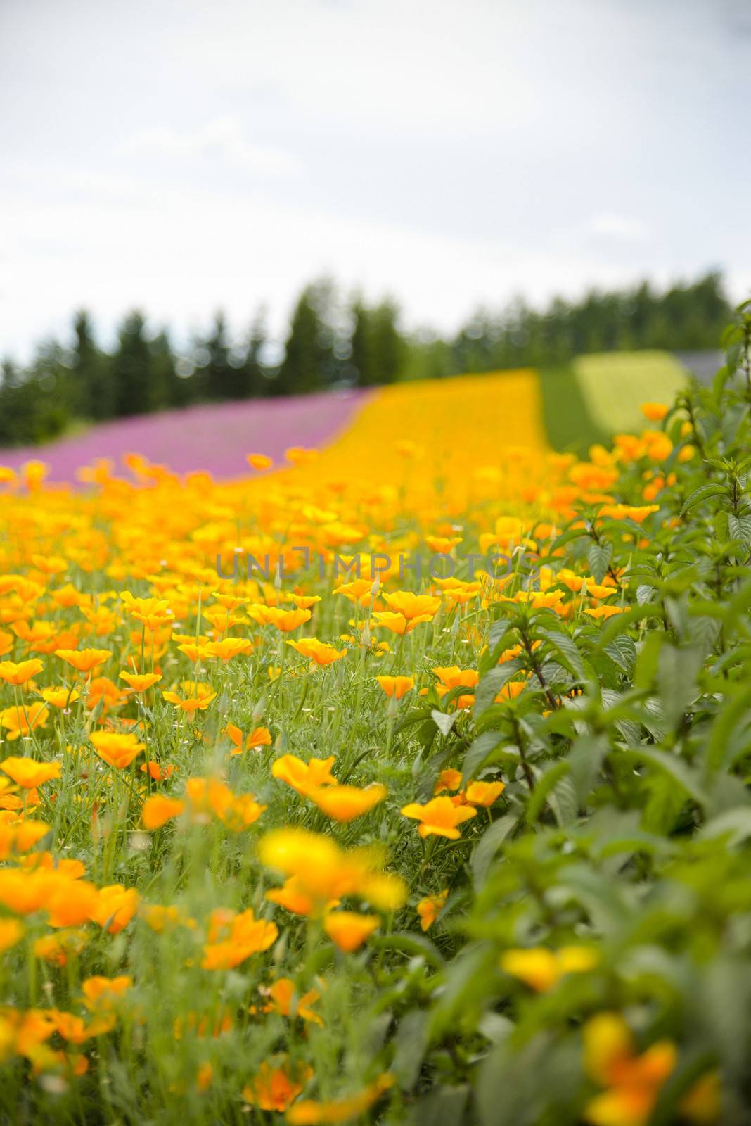 Herb and colurful flower garden3 by gjeerawut