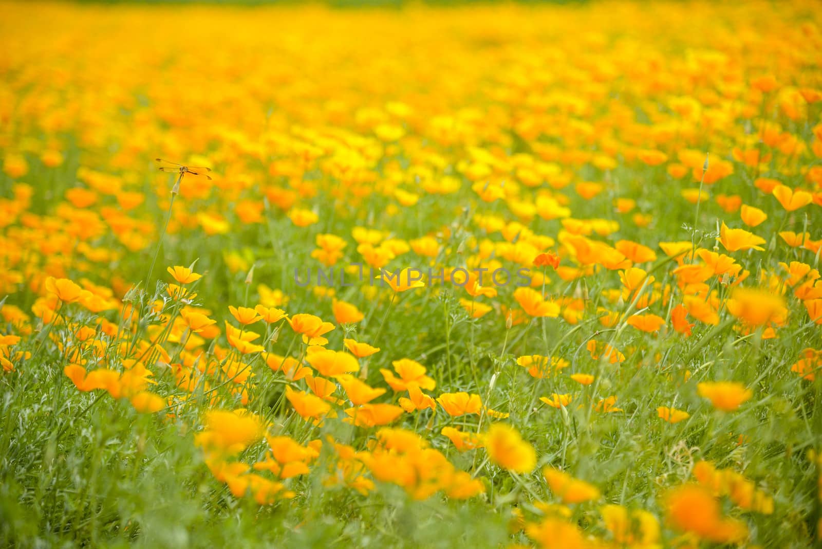 Garden of Yellow poppy and dragonfly1