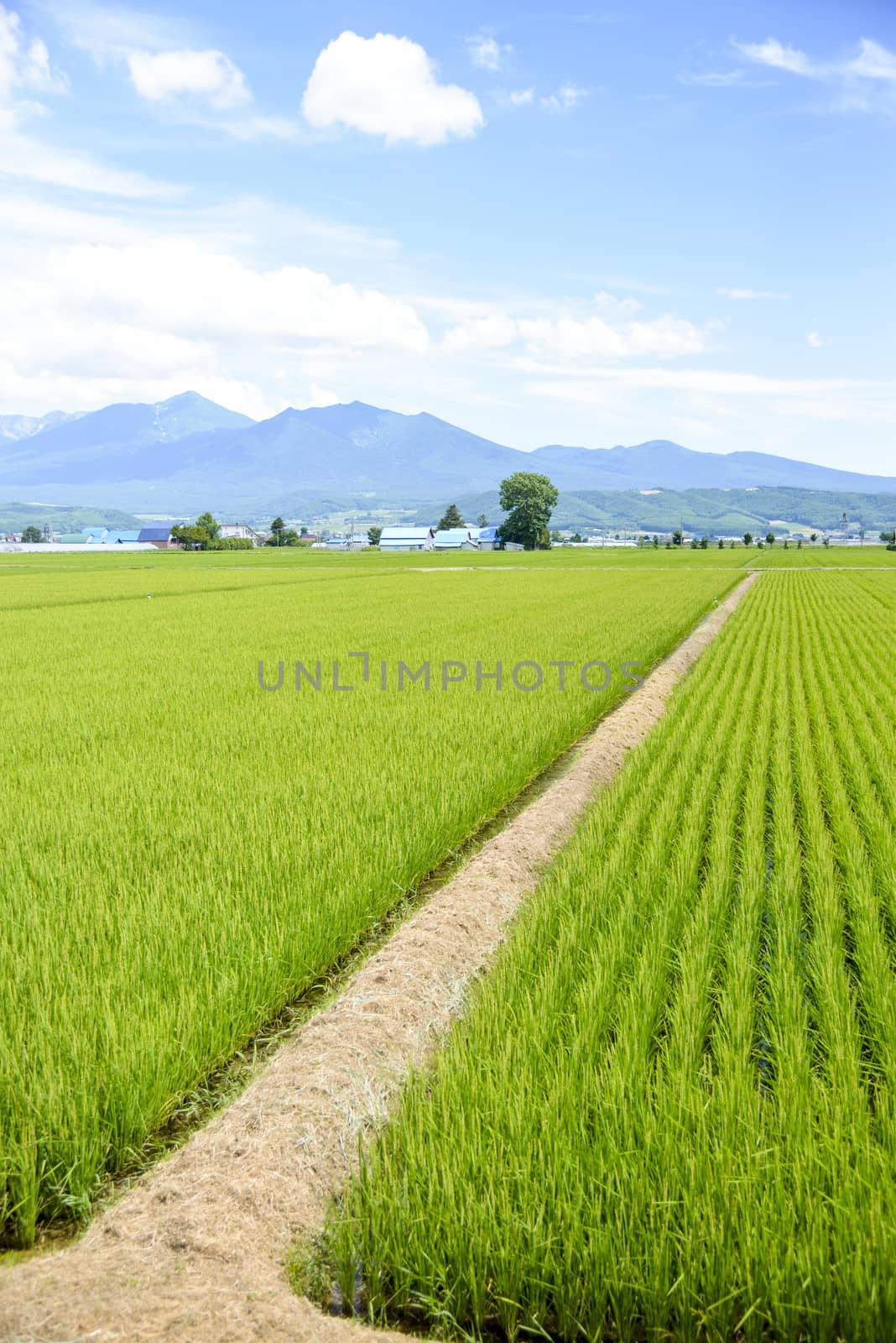 Green rice fields in Japan1 by gjeerawut