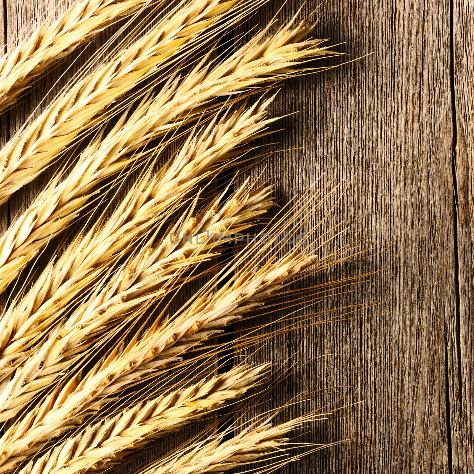 Rye spikelets on wooden background