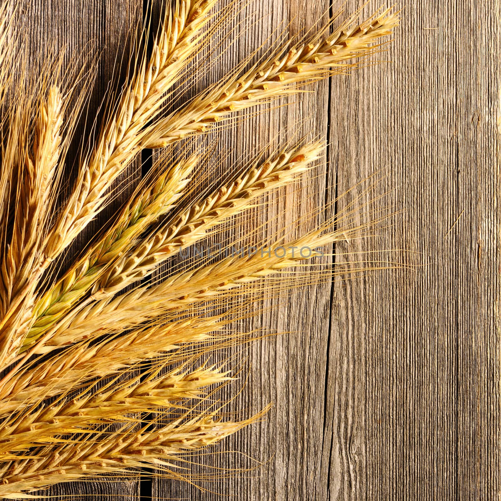 Rye spikelets over wooden background by haveseen