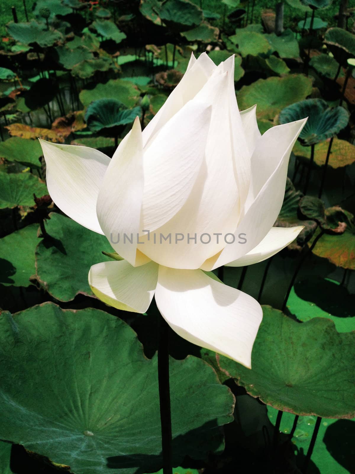 White lotus by ponsulak
