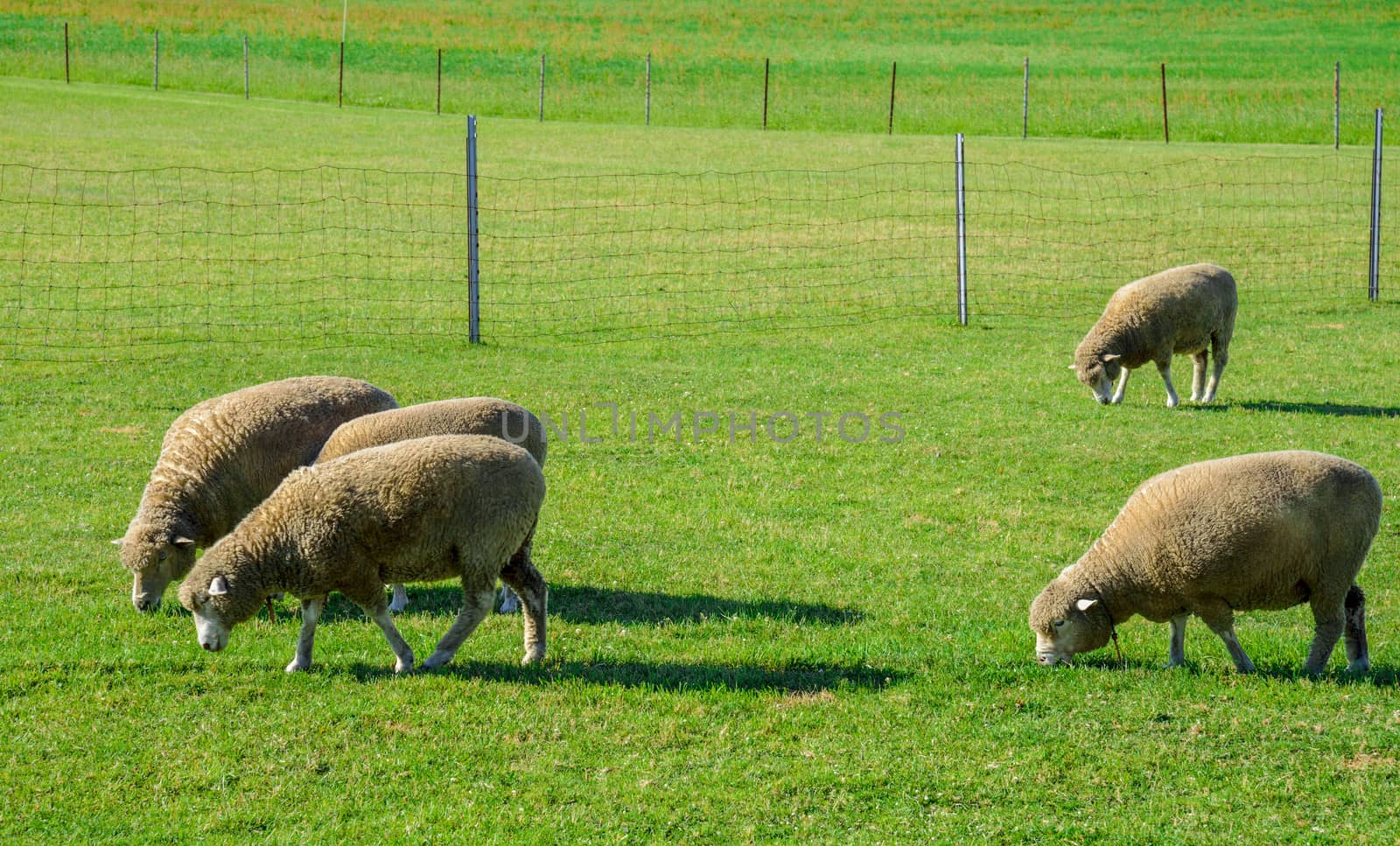Sheeps farm in Sapporo Japan2 by gjeerawut