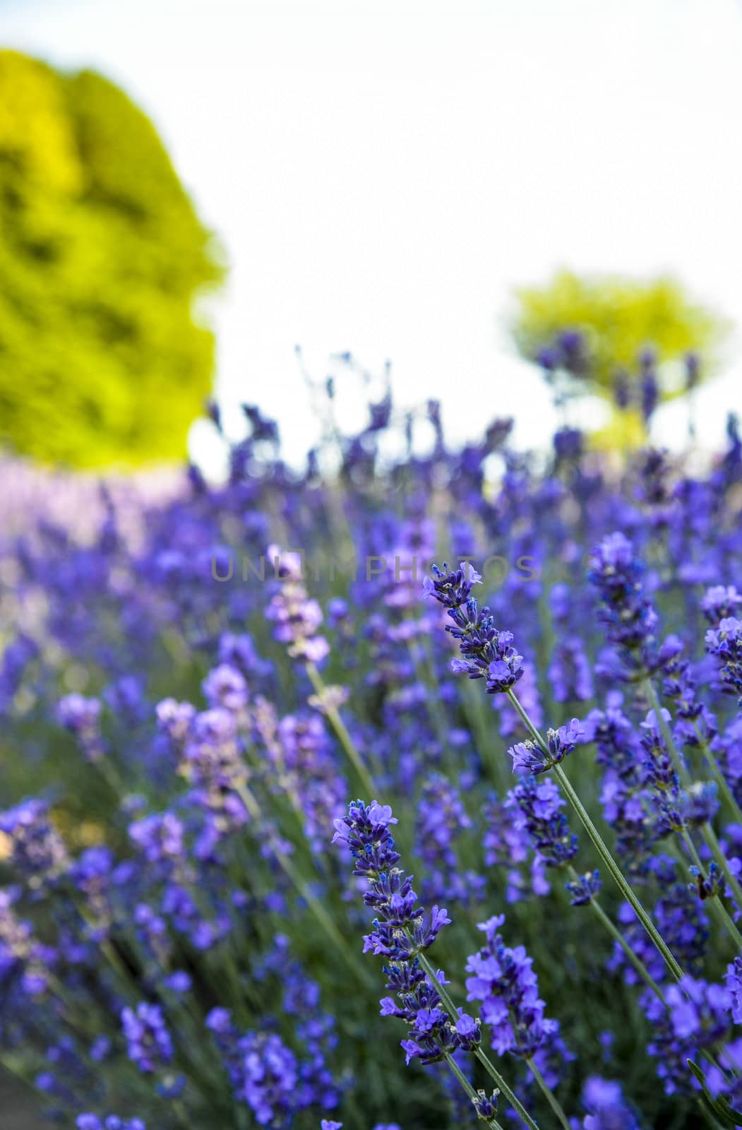 Lavender flower garden4 by gjeerawut