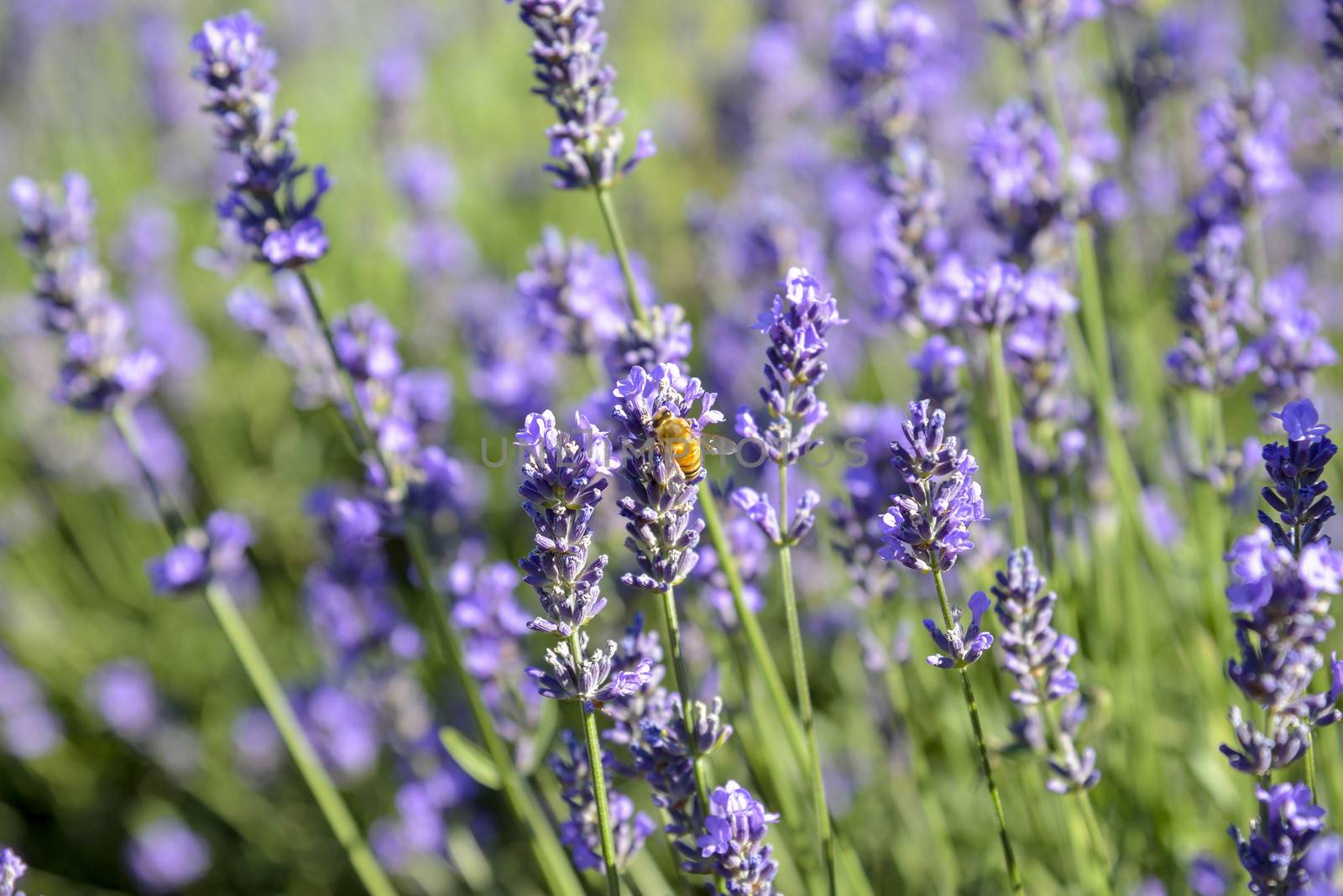 Lavender flower with Bee