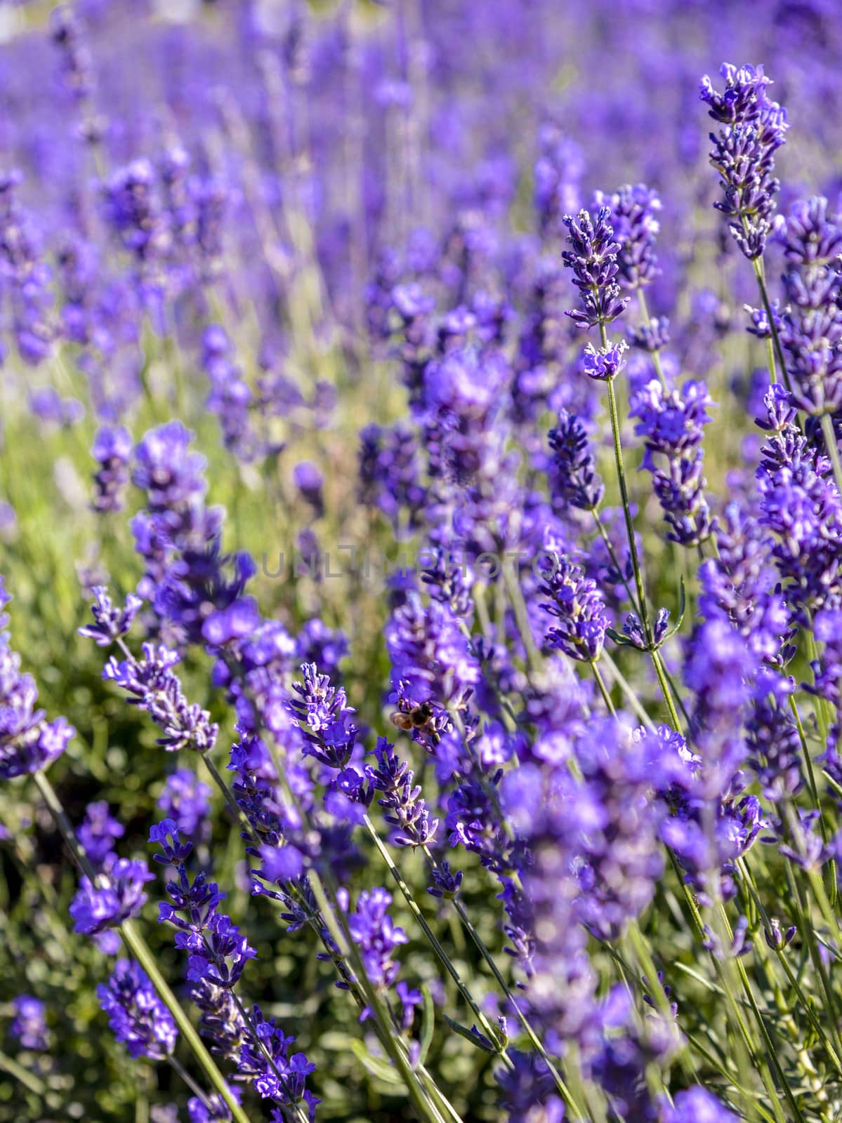 A lots of lavender flower1