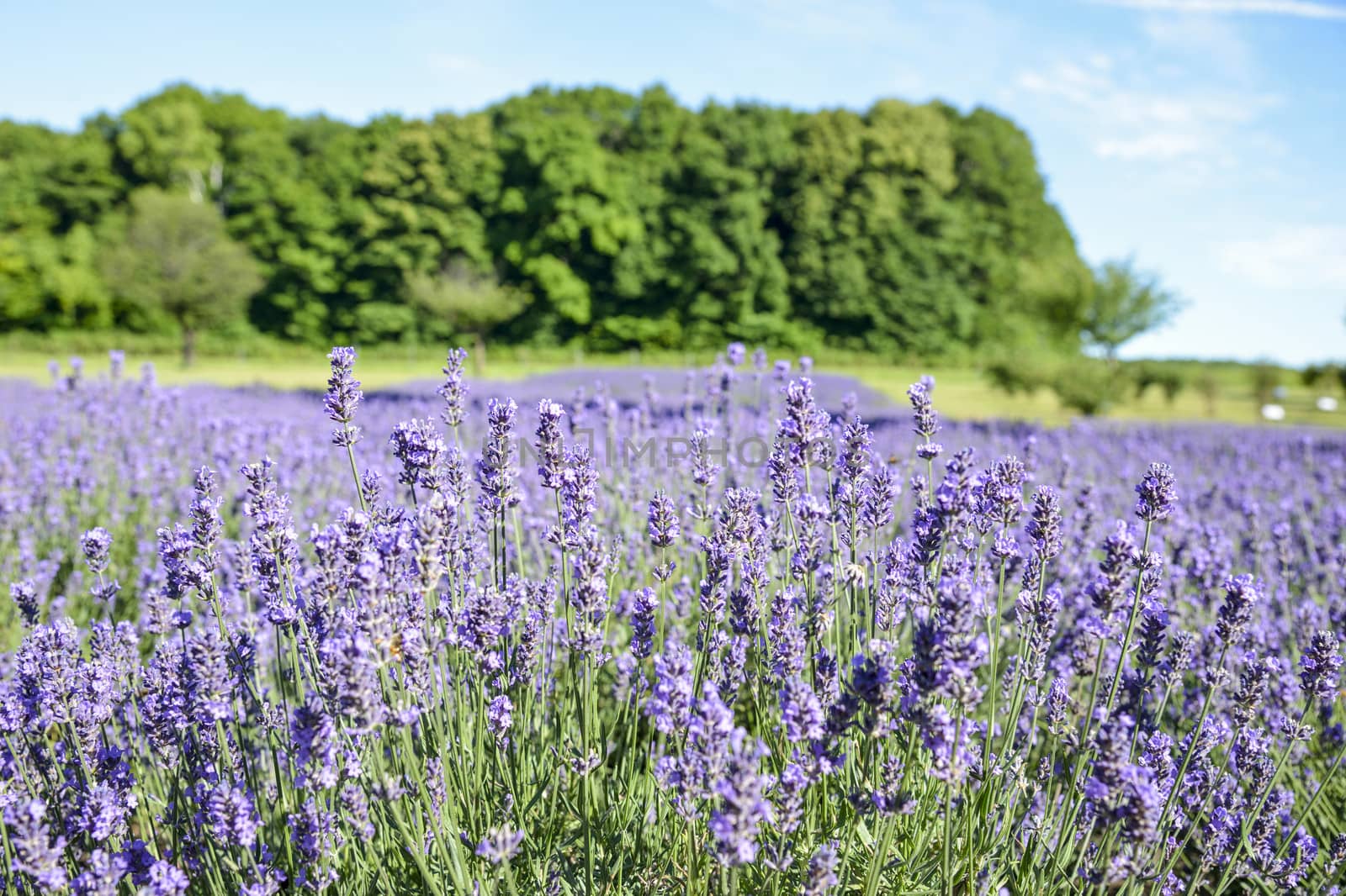 Lavender flower garden2