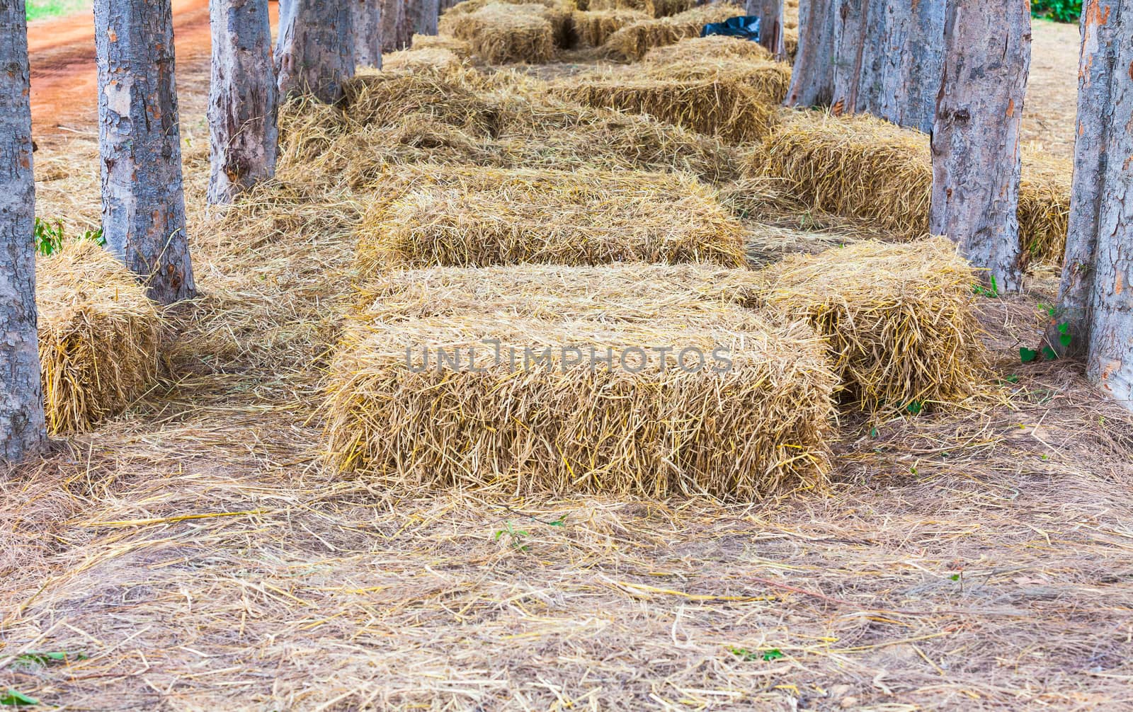 Straw sheaves under the  tree by jame_j@homail.com