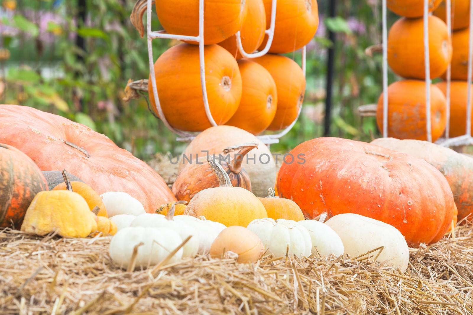 Pumpkins with different colours in the field