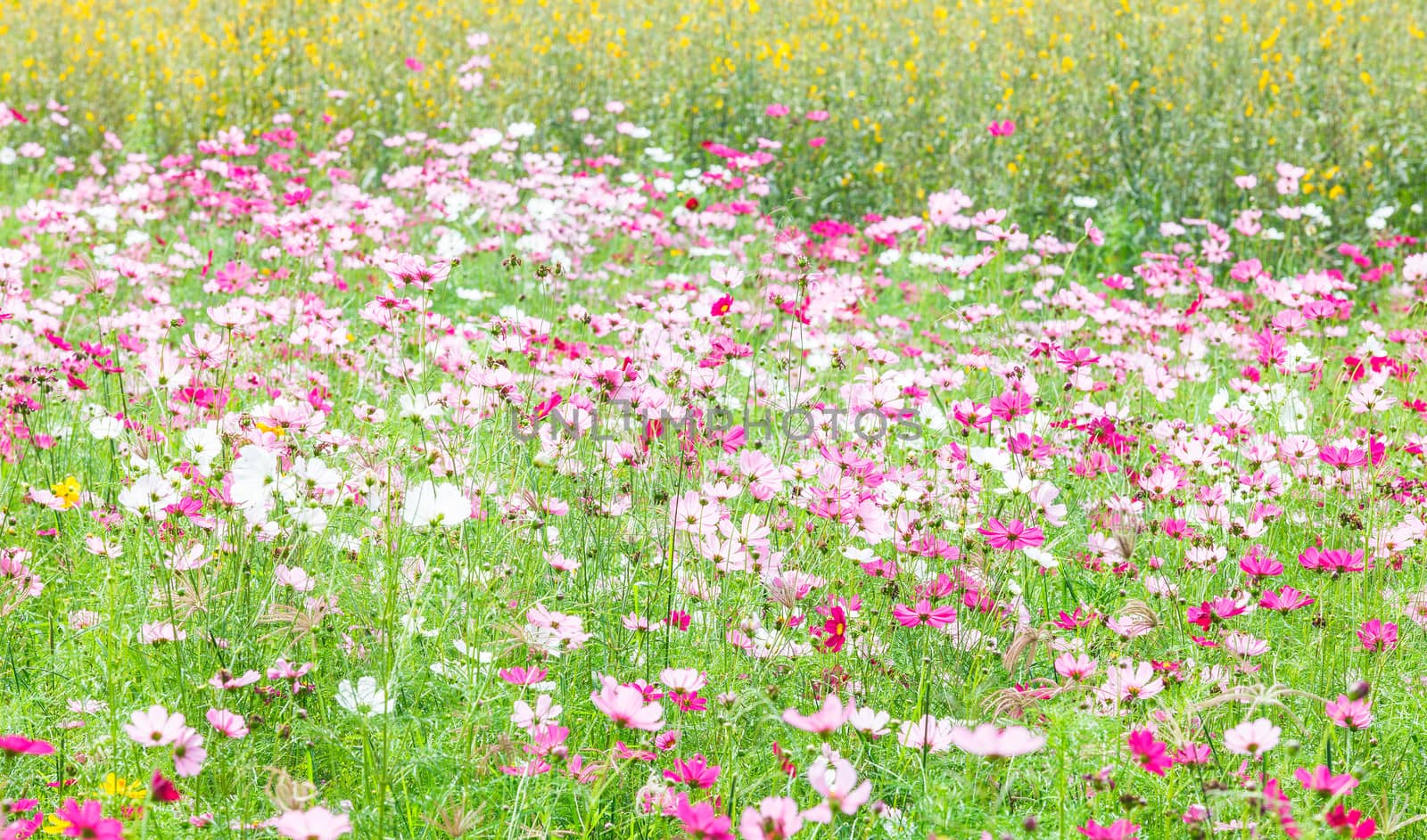 beautiful flowers in the meadow