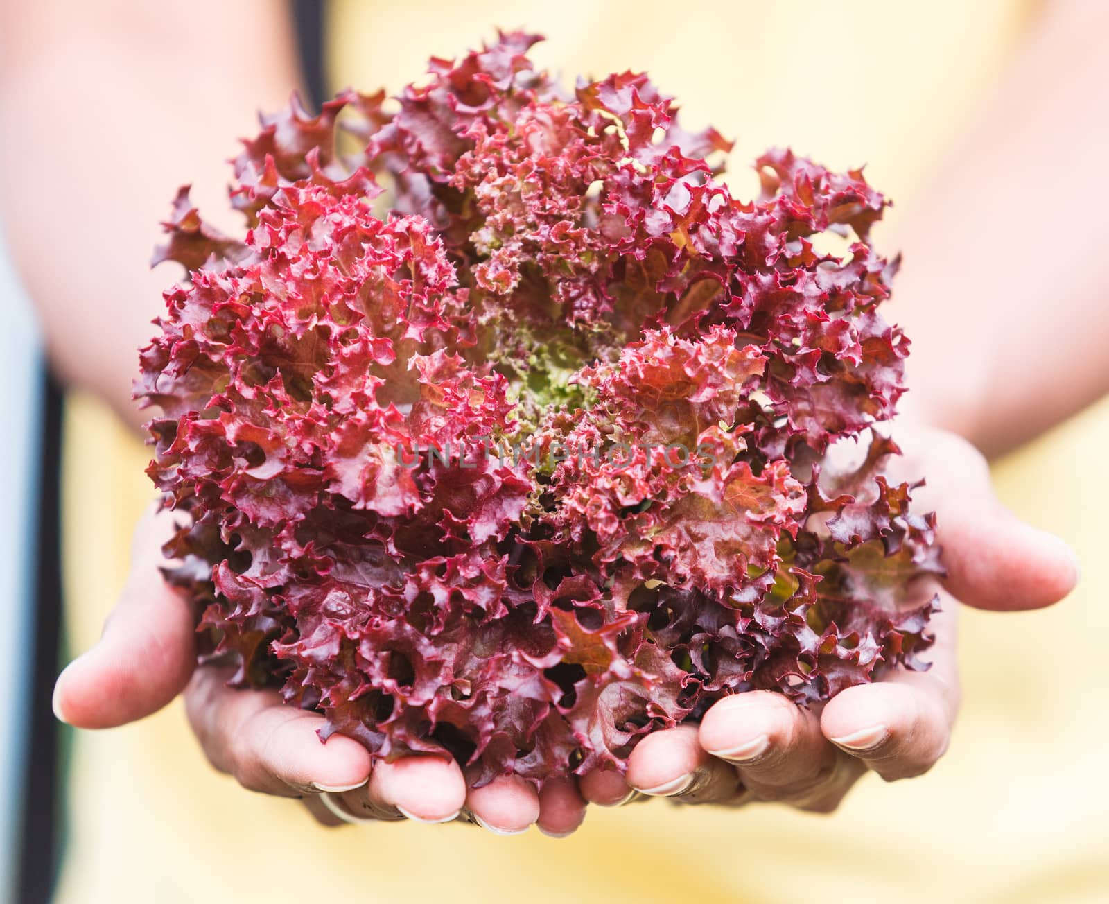 Fresh Purple lettuce organic in hand.