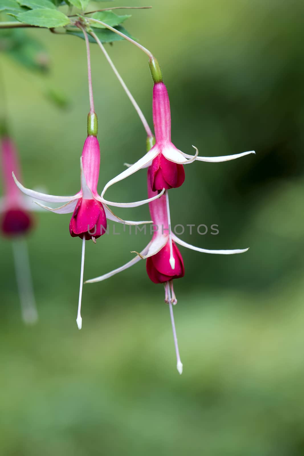 Pink Fuchsia Flowers on Blurred Background Closeup