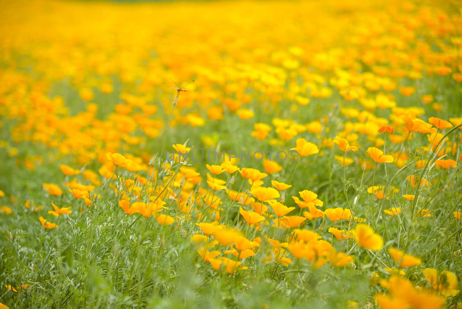 Garden of Yellow poppy and dragonfly2