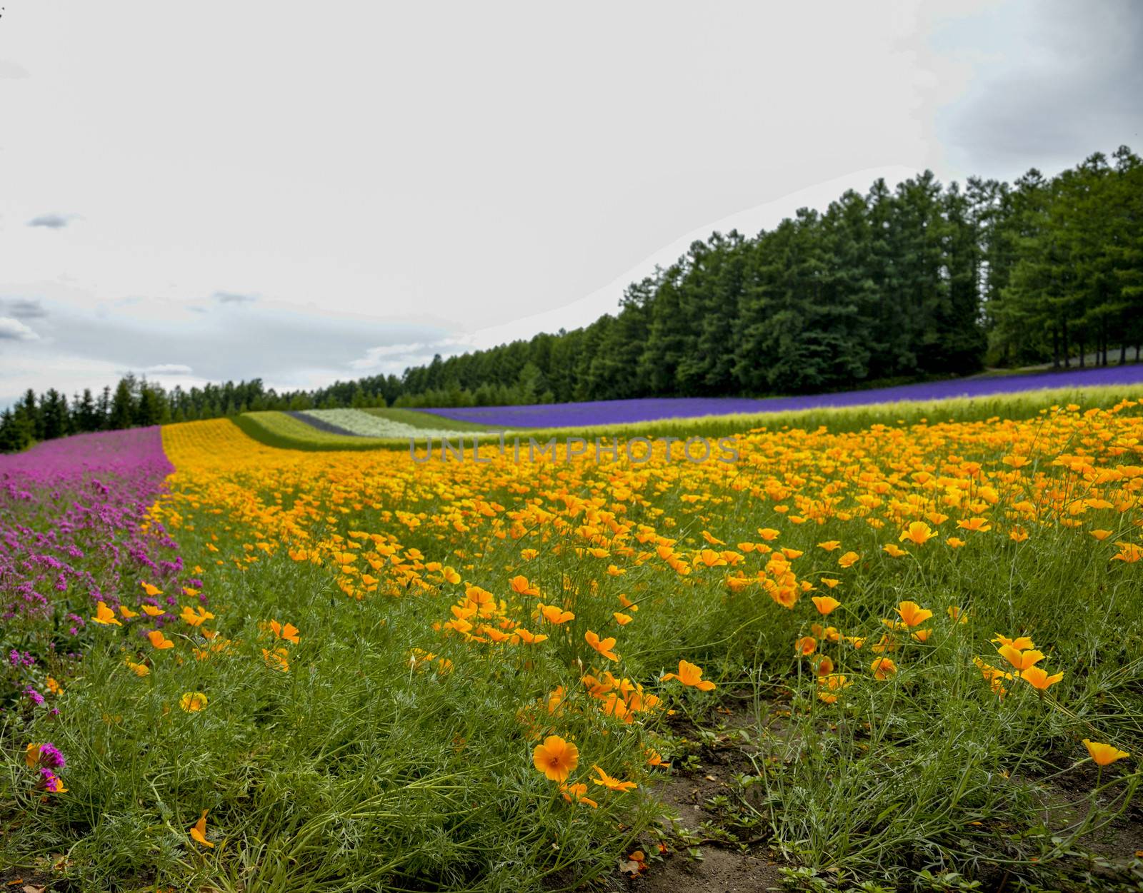 Colorful flower blossom garden in Japan11