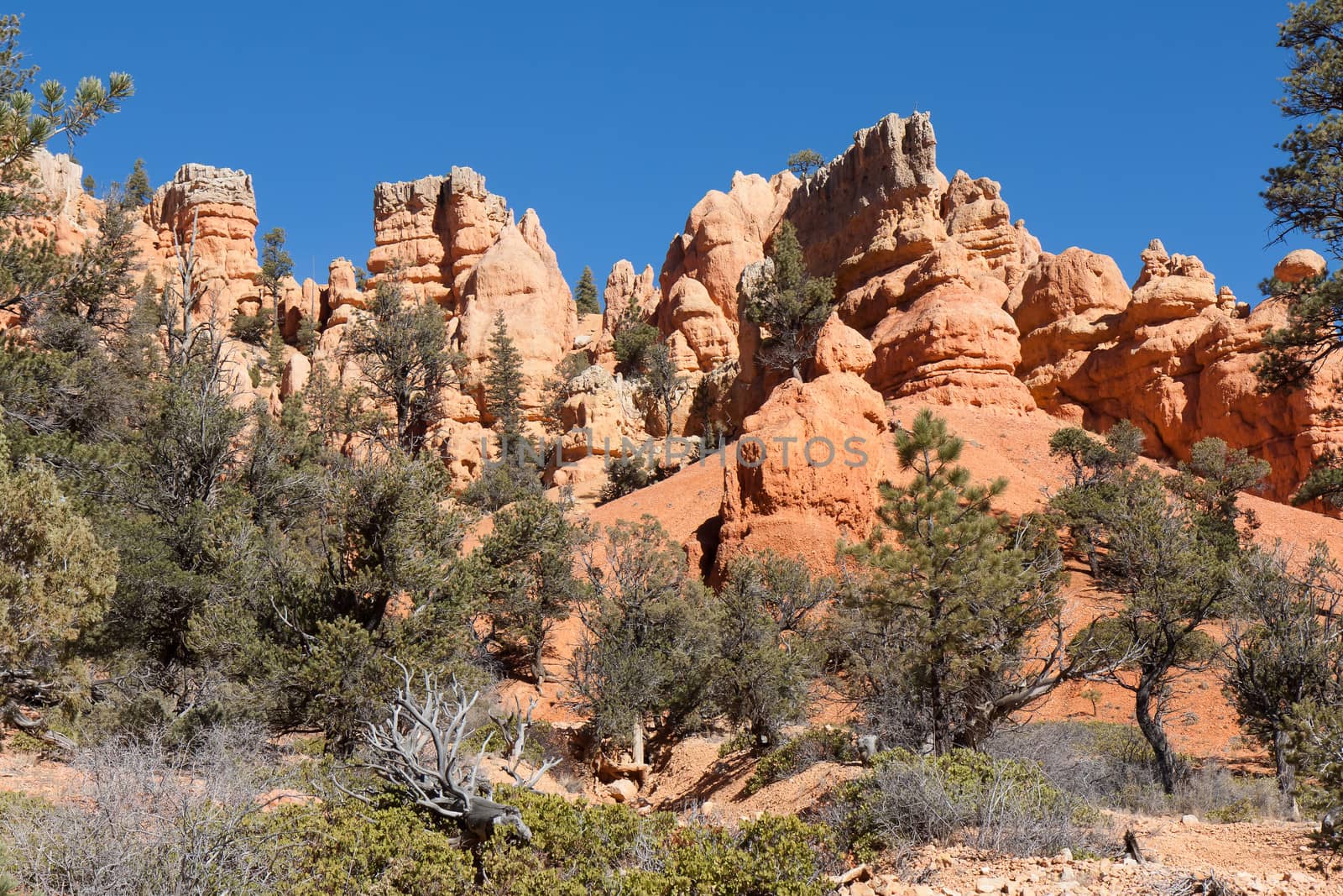 This image shows some of the many shapes and colors of the formations at Red Canyon State Park in Utah.