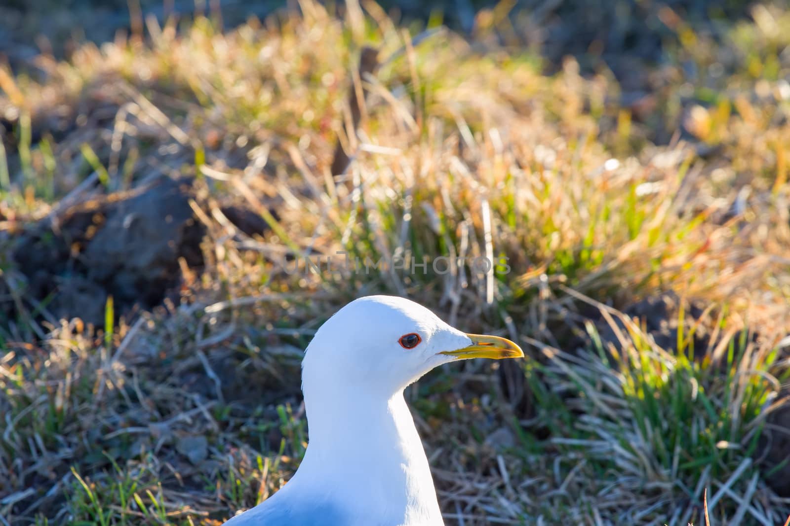 white seagull in the green grass (Larus canus)