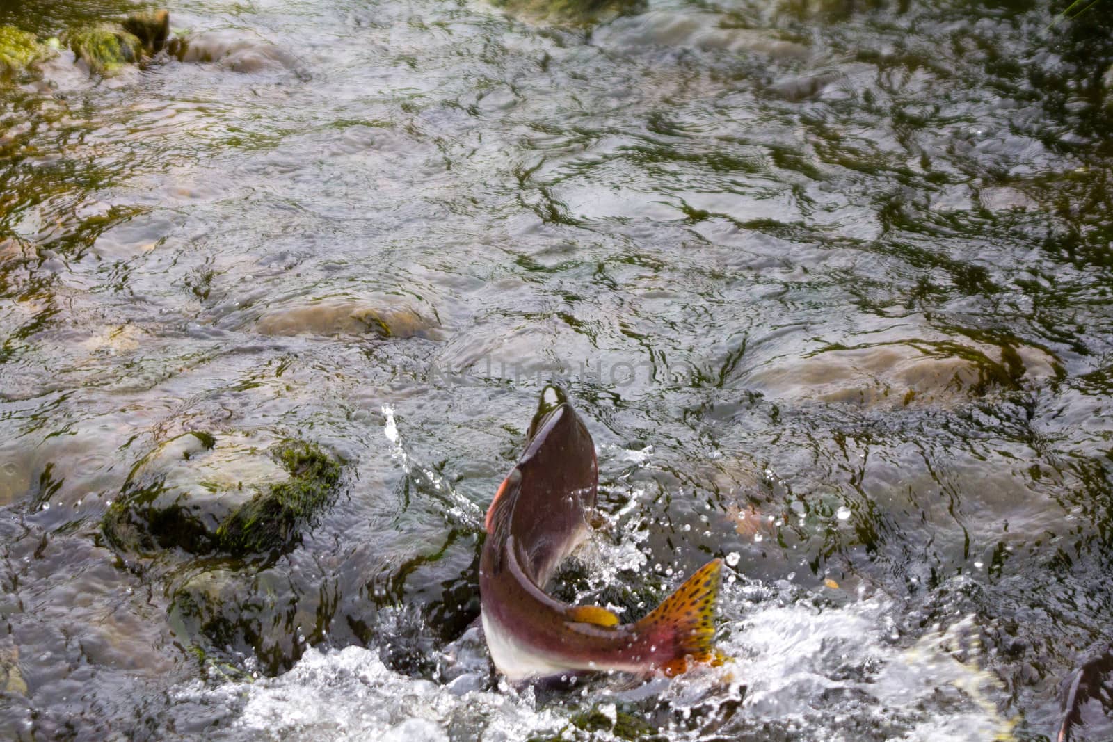 humpback salmon going on spawning