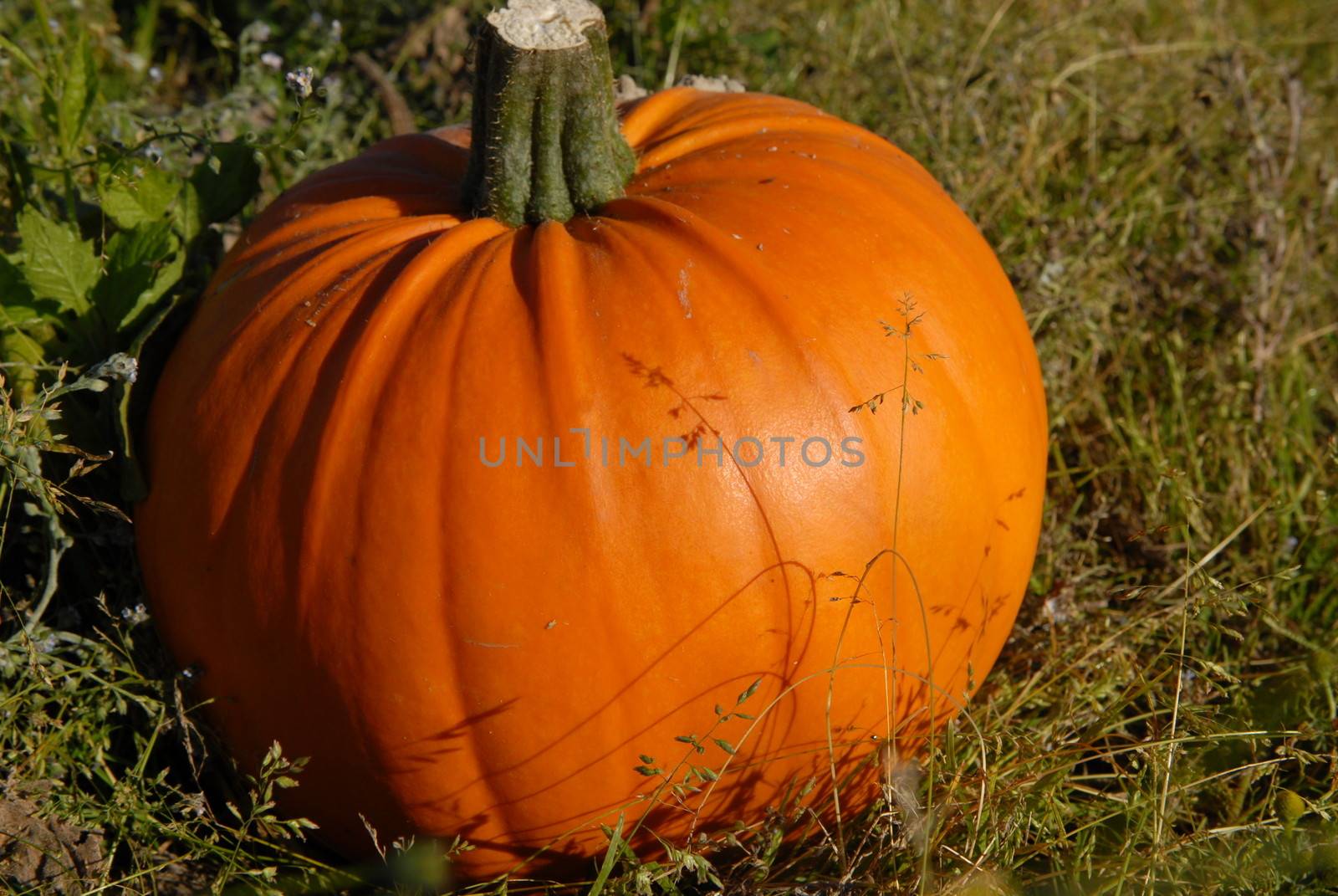 Pumpkin by Bildehagen