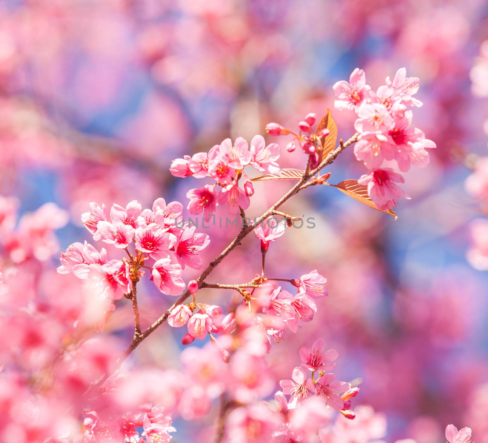 Sakura in winter at Doi Kunwang, Chaing mai Province, Thailand.