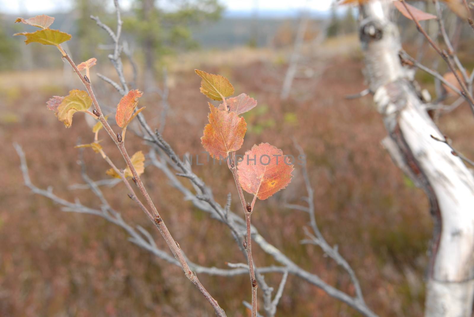 Autumn leaf in the mountain by Bildehagen