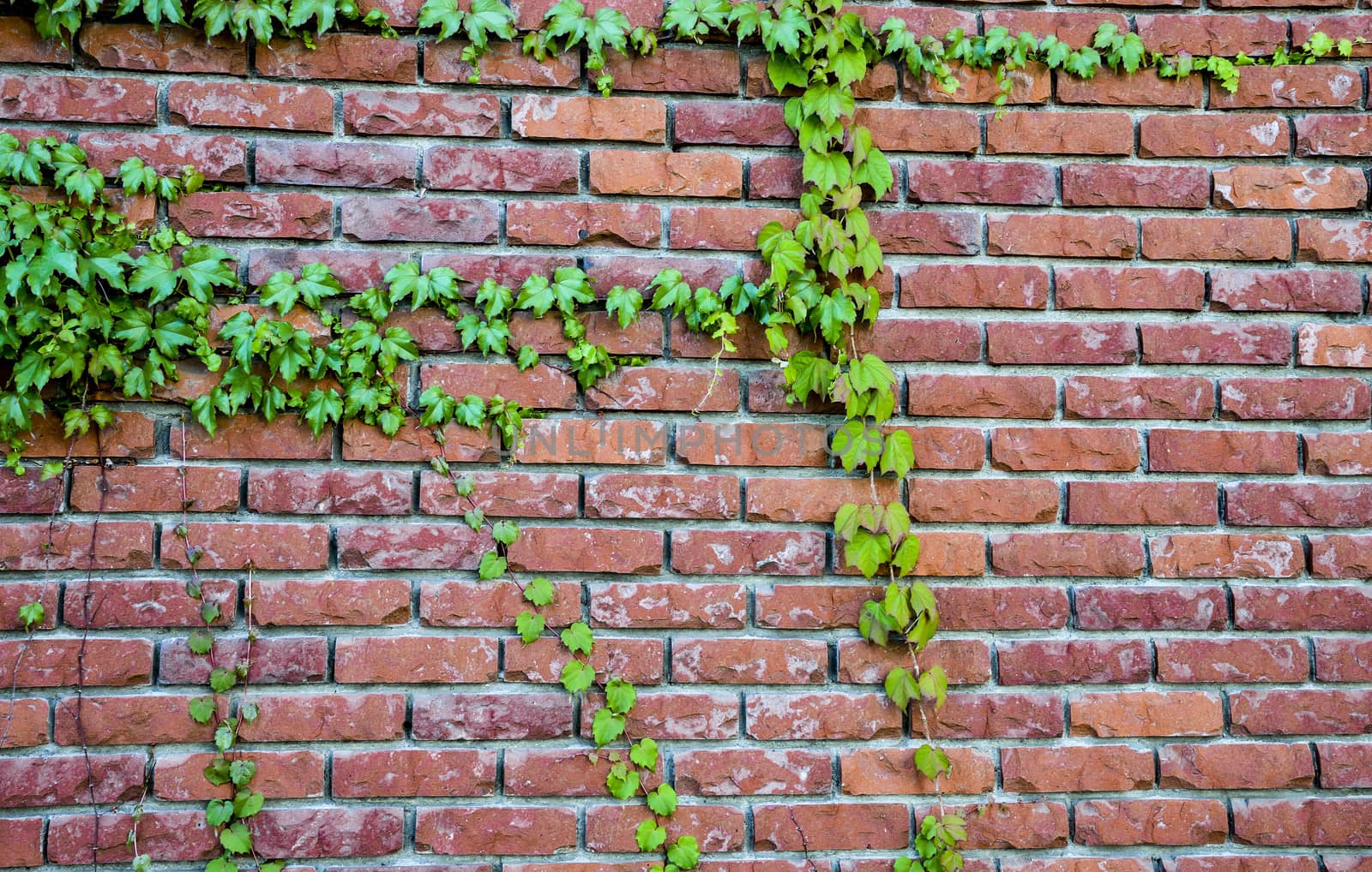 Red brick with vine1
