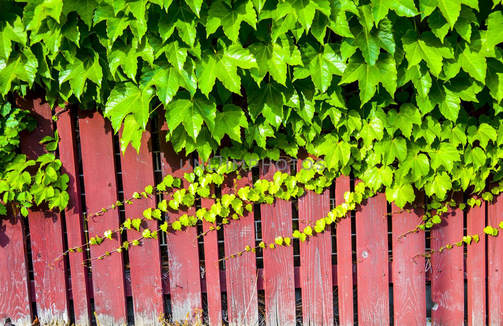 Red wooden wall with vine by gjeerawut