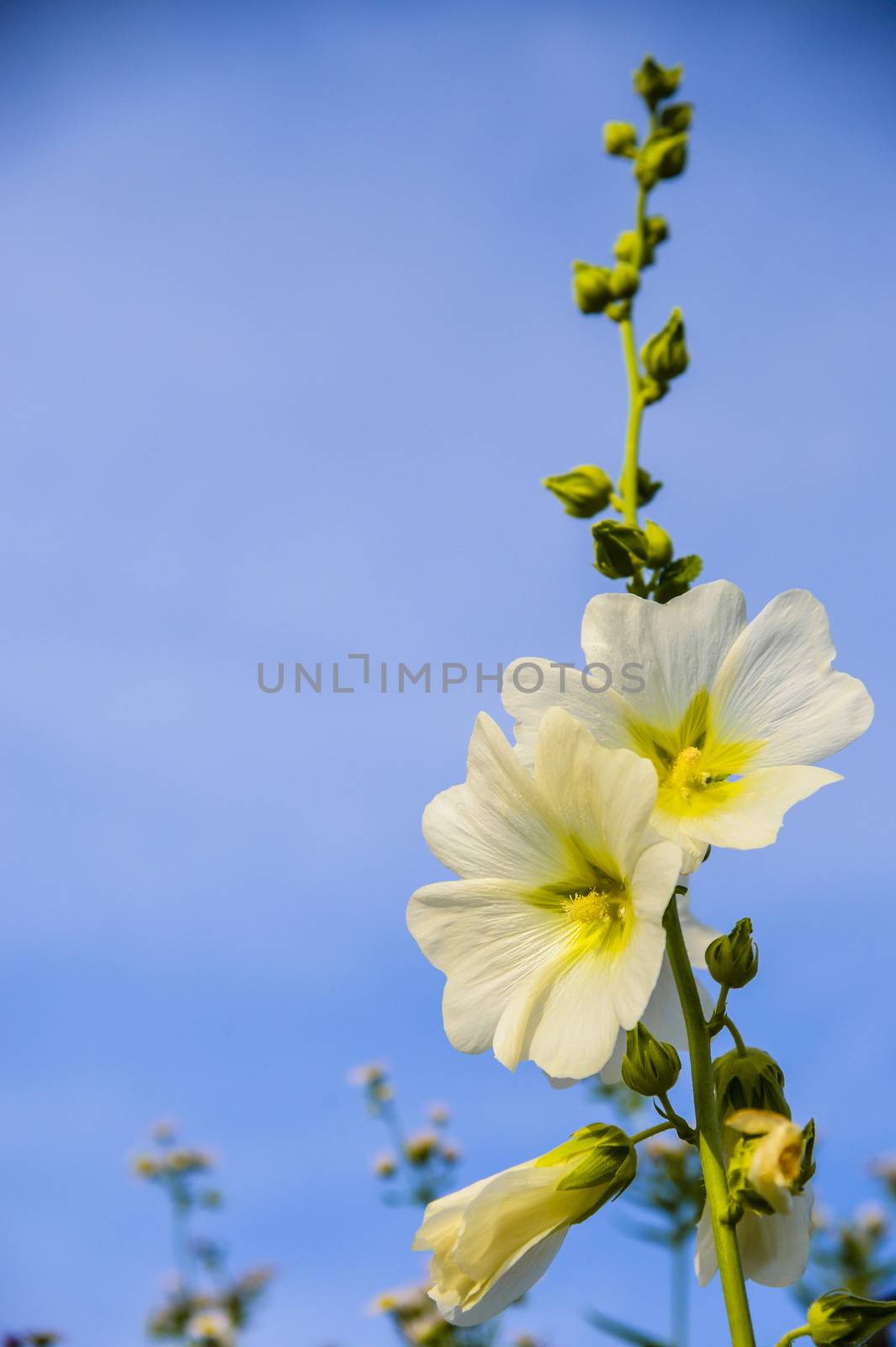 White flower with blue sky by gjeerawut
