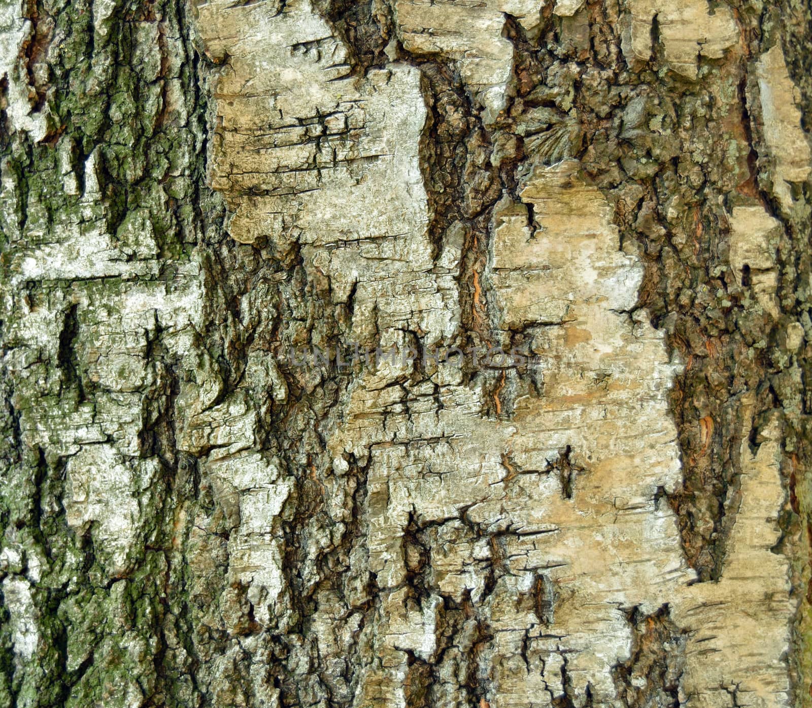 birch bark by drizzd