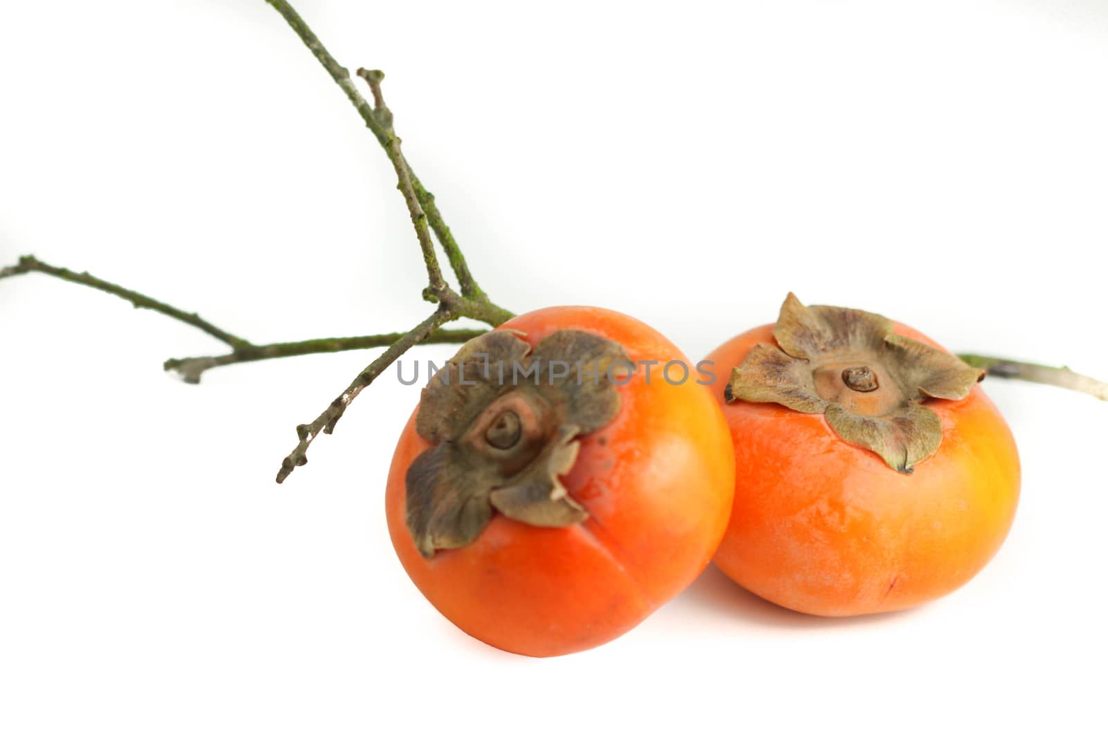Two persimmon with a stick on white background.
