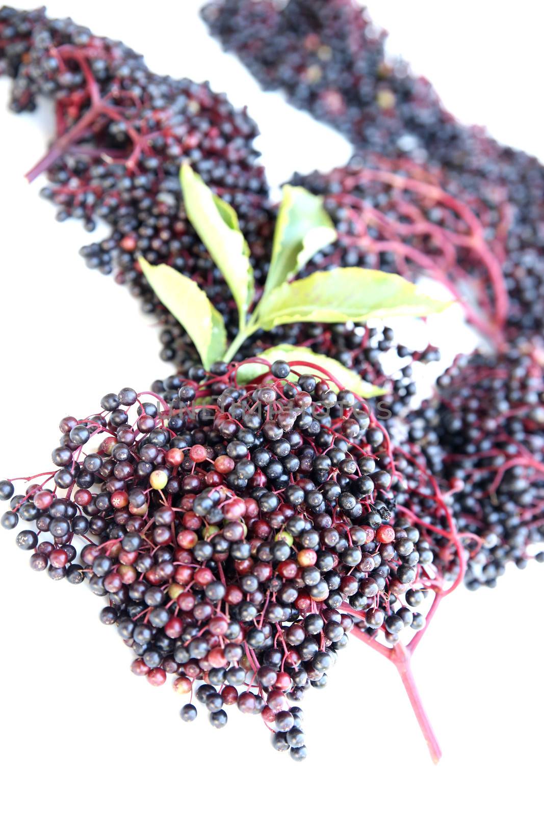 Juicy elder Berries isolated on white.