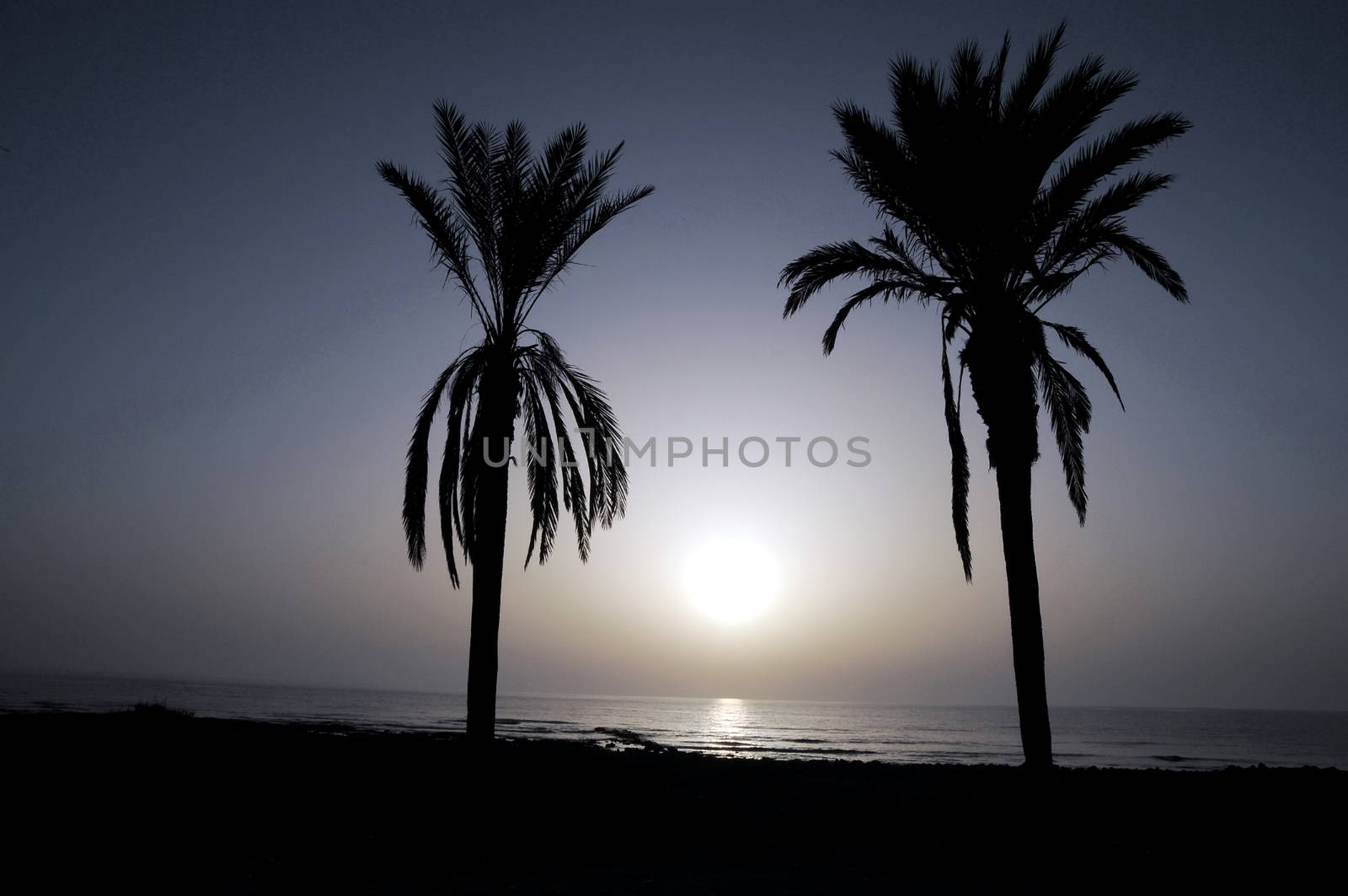 Silhouetted Palm Near The Atlantic Ocean At Sunset In Canary Islands