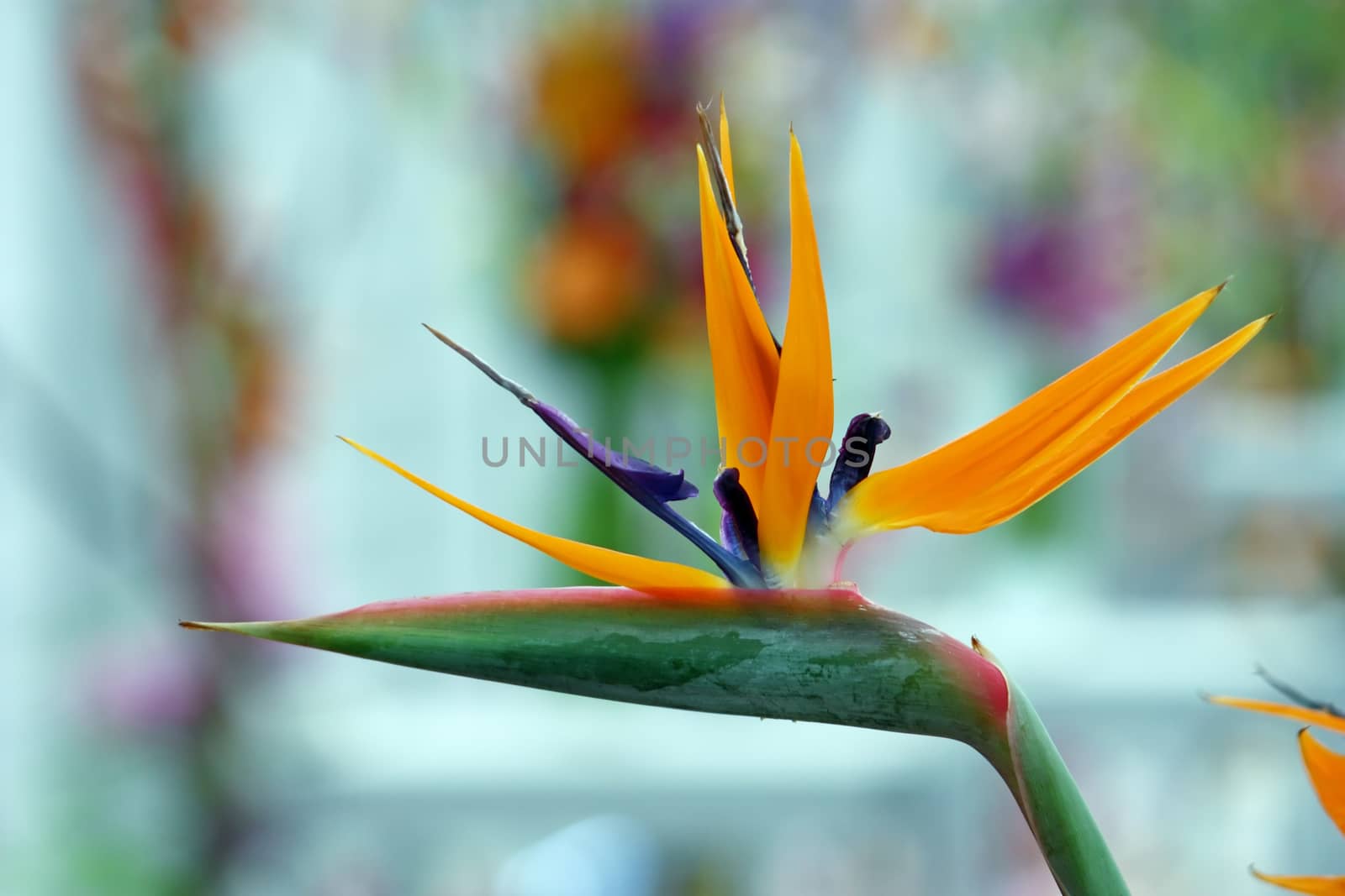 Bird of paradise, strelitzia reginae, beautiful flower